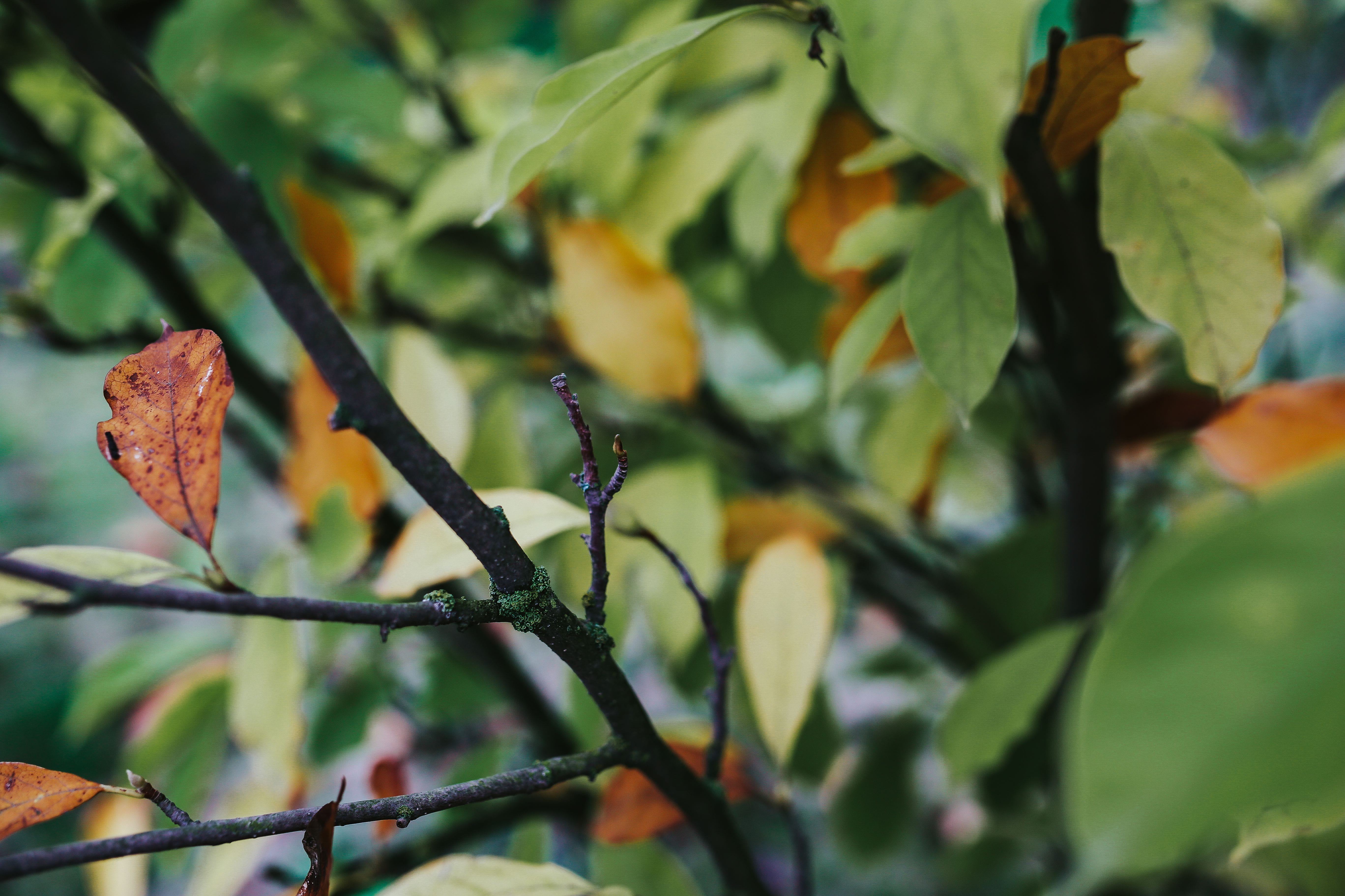 growth, trees, animal, branch, ups, 5K, nature, forest, close-up, plant, closeup, day, focus on foreground, beauty in nature, fragility, leaves, plant part, HD Wallpaper