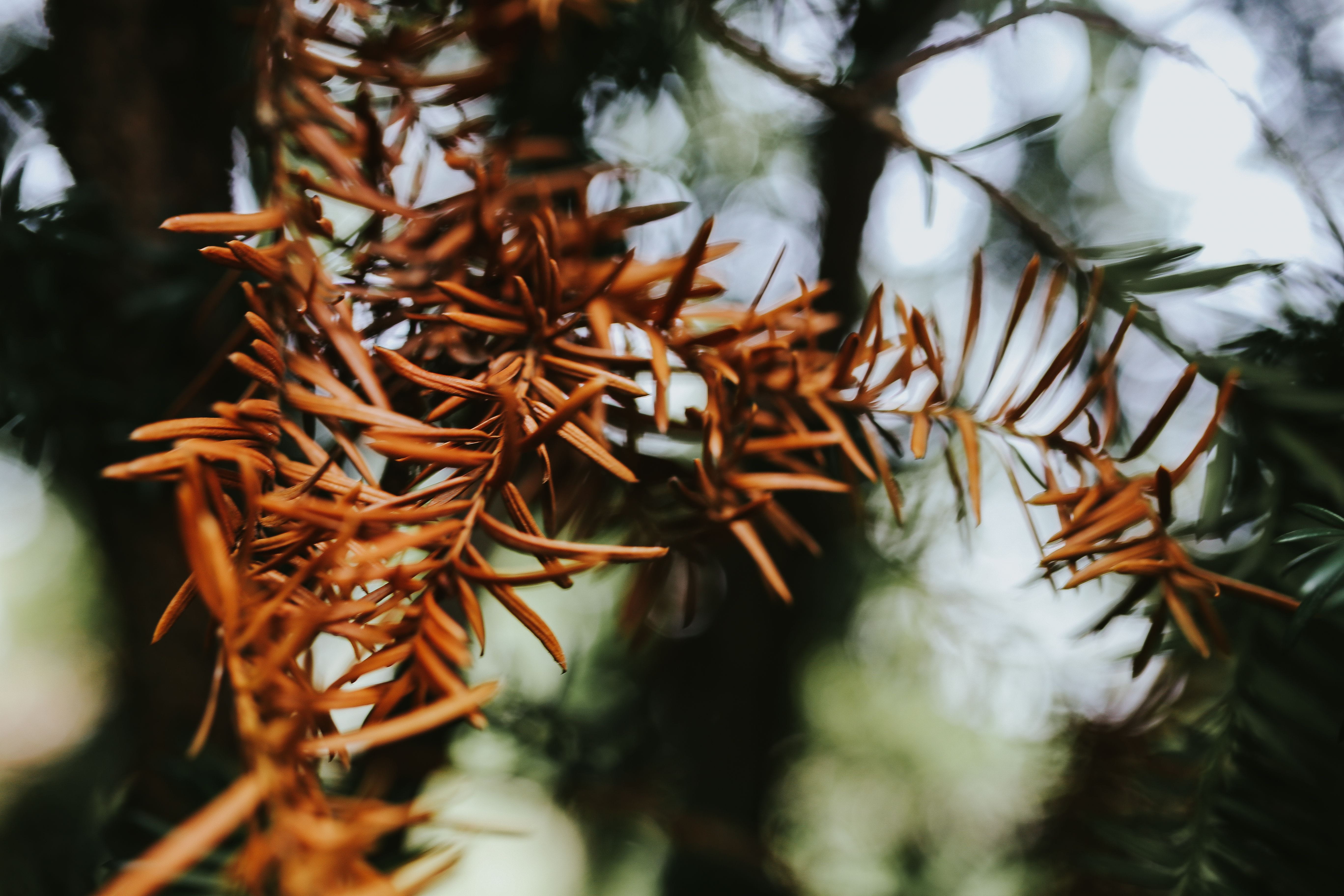 plant, tree, beauty in nature, outdoors, 5K, freshness, selective focus, ups, vulnerability, tranquility, leaves, Close-ups, coniferous tree, closeup, HD Wallpaper