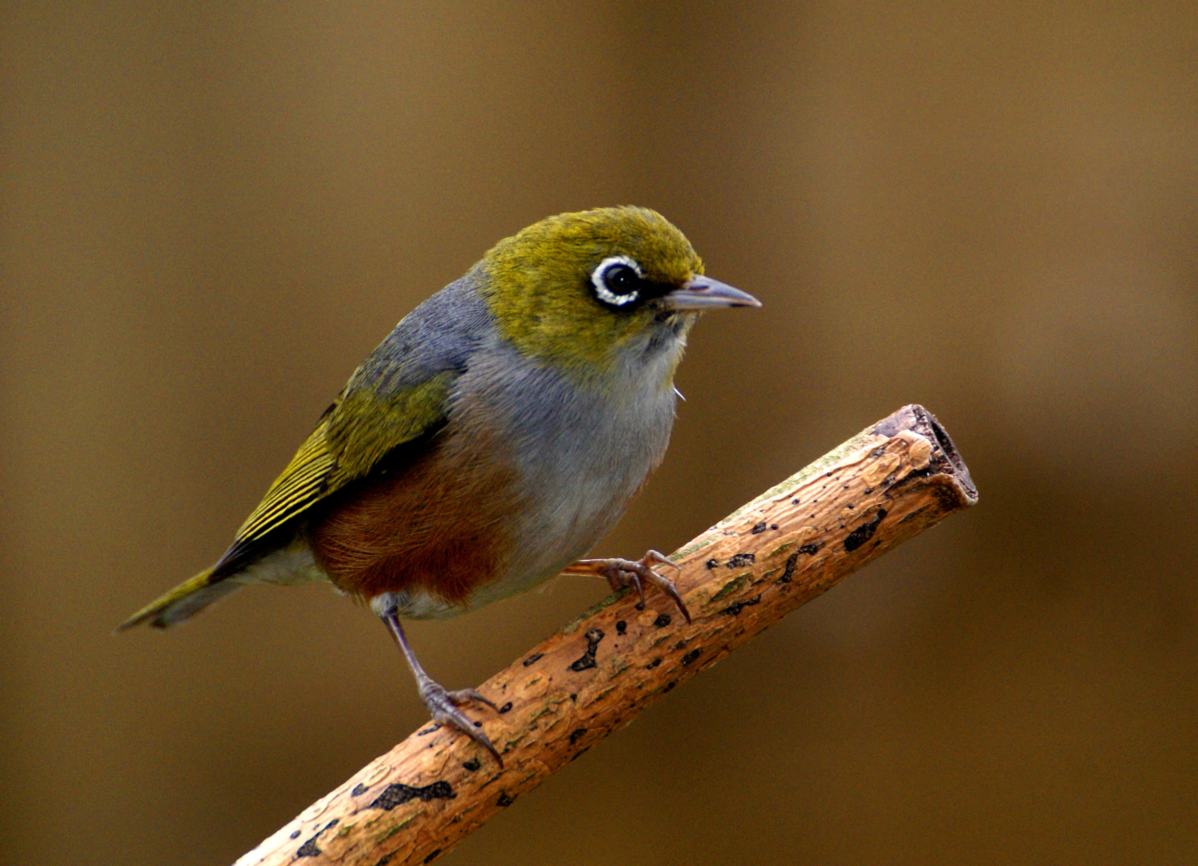 Dedication, Wax eye, bokeh, eye, 1080P, bird, animal, lover, Sony DSLR A300, flickr, bird Watching, D O, nature, CC0, branch, Geo-Tagged, cape, wildlife, HD Wallpaper