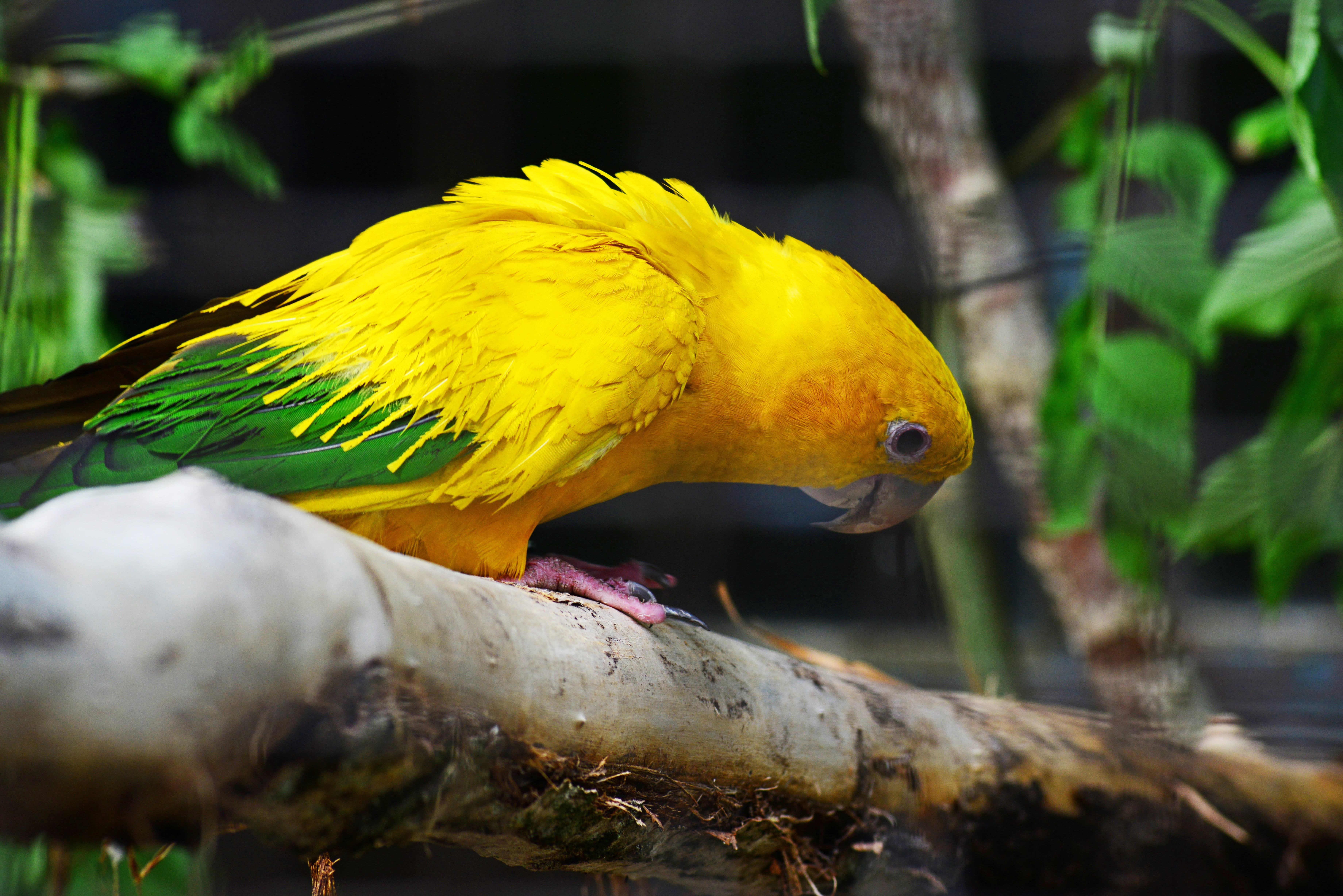 queen of bavaria conure, animal body part, multi Colored, wildlife, feathers, profile view, outdoors, 5K, exotic, no people, parrot, tropical, perching, HD Wallpaper