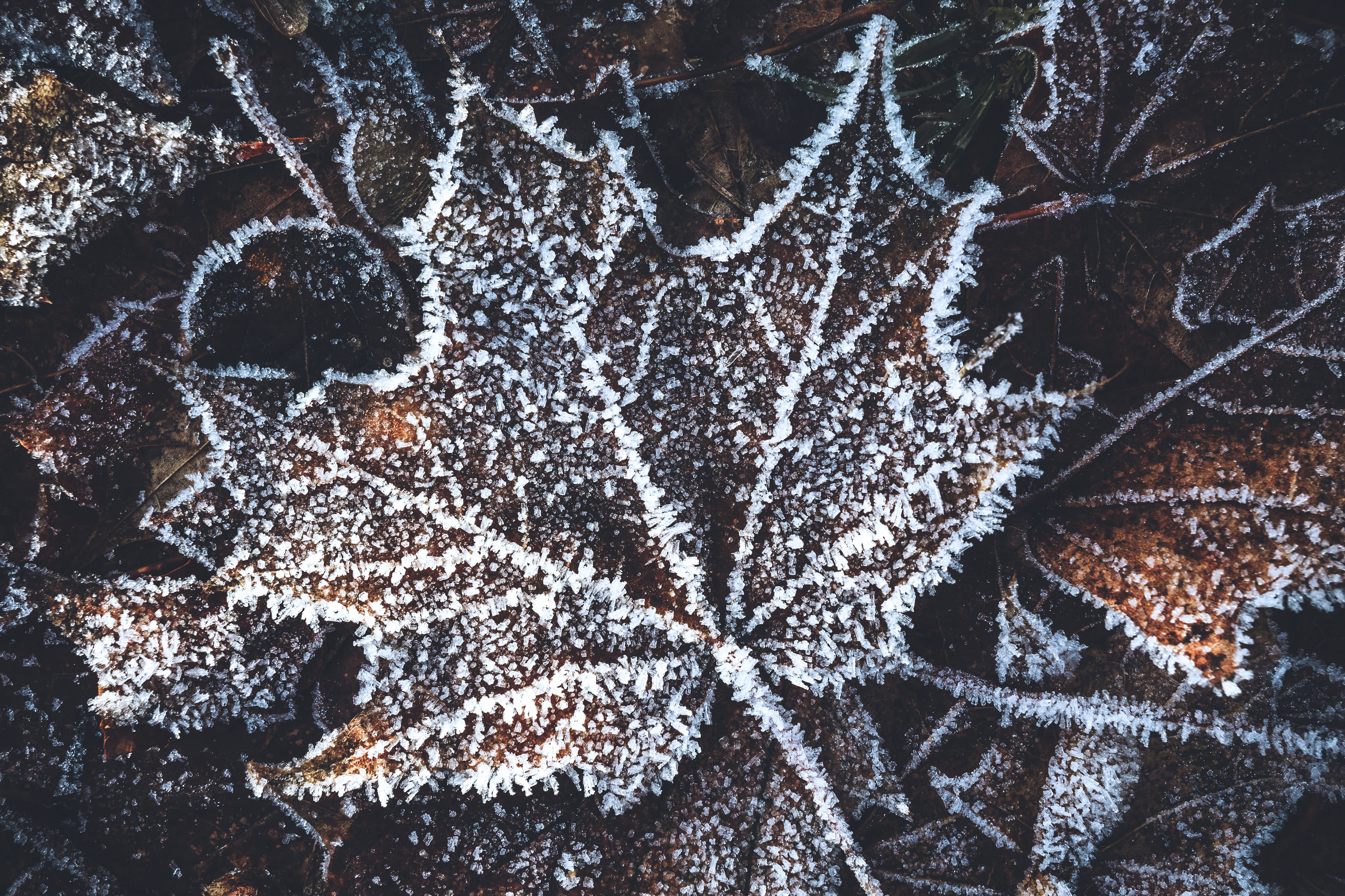 backgrounds, Winter, natural, close-up, full frame, leaf, white color, art and craft, nature, forest, 4K, tree, abstract, day, cold temperature, frozen, HD Wallpaper