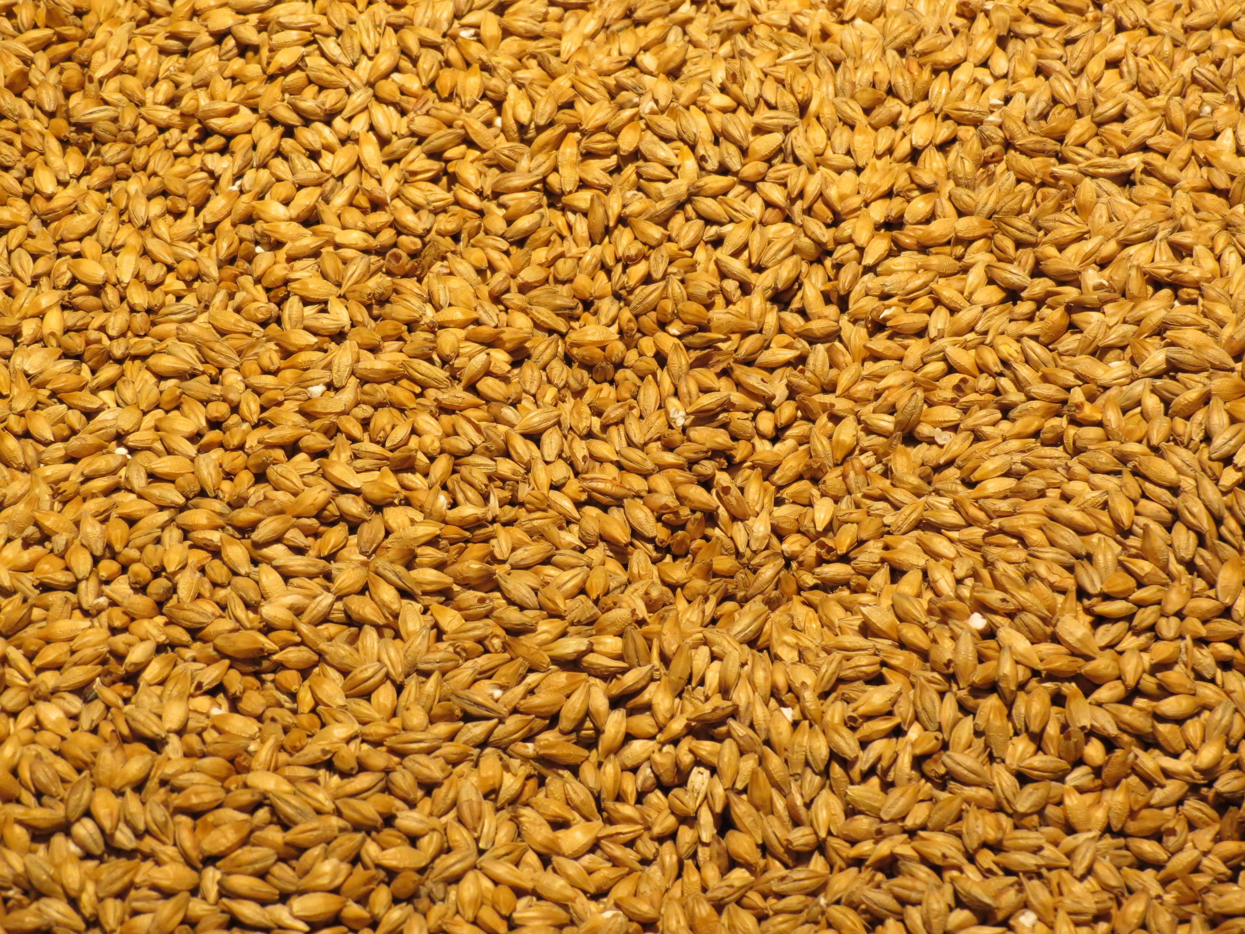 Barley, beer, pint, full frame, barley, food And Drink, organic, cereal, yellow, healthy Eating, Beer, no people, ingredient, alcohol, malt, food, crop, HD Wallpaper