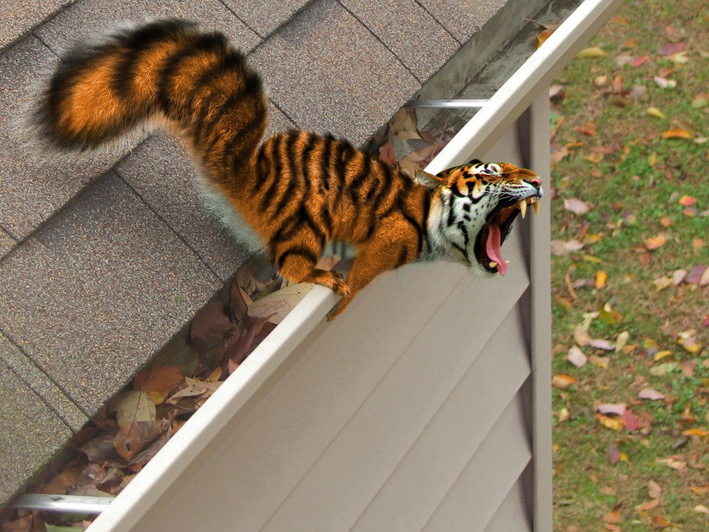 high angle view, day, pets, fictional creatures, squirrel, aggression, domestic cat, white, no people, orange, photo manipulation, black, vertebrate, mammal, HD Wallpaper