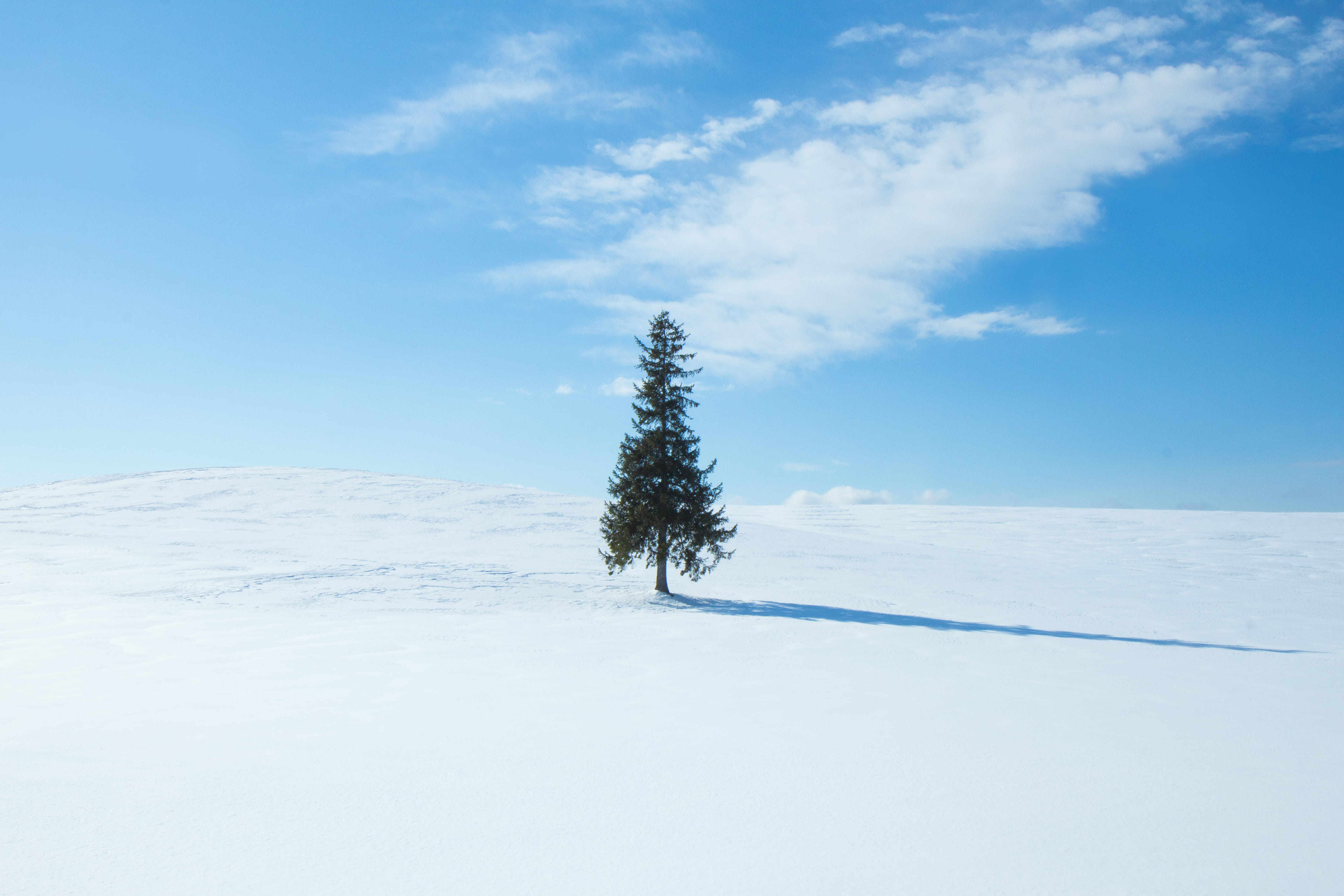white color, ice, beauty in nature, blue, landscape, snow, no people, tranquility, conifer, sky, snowcapped mountain, pine, shoreline, cold temperature, HD Wallpaper