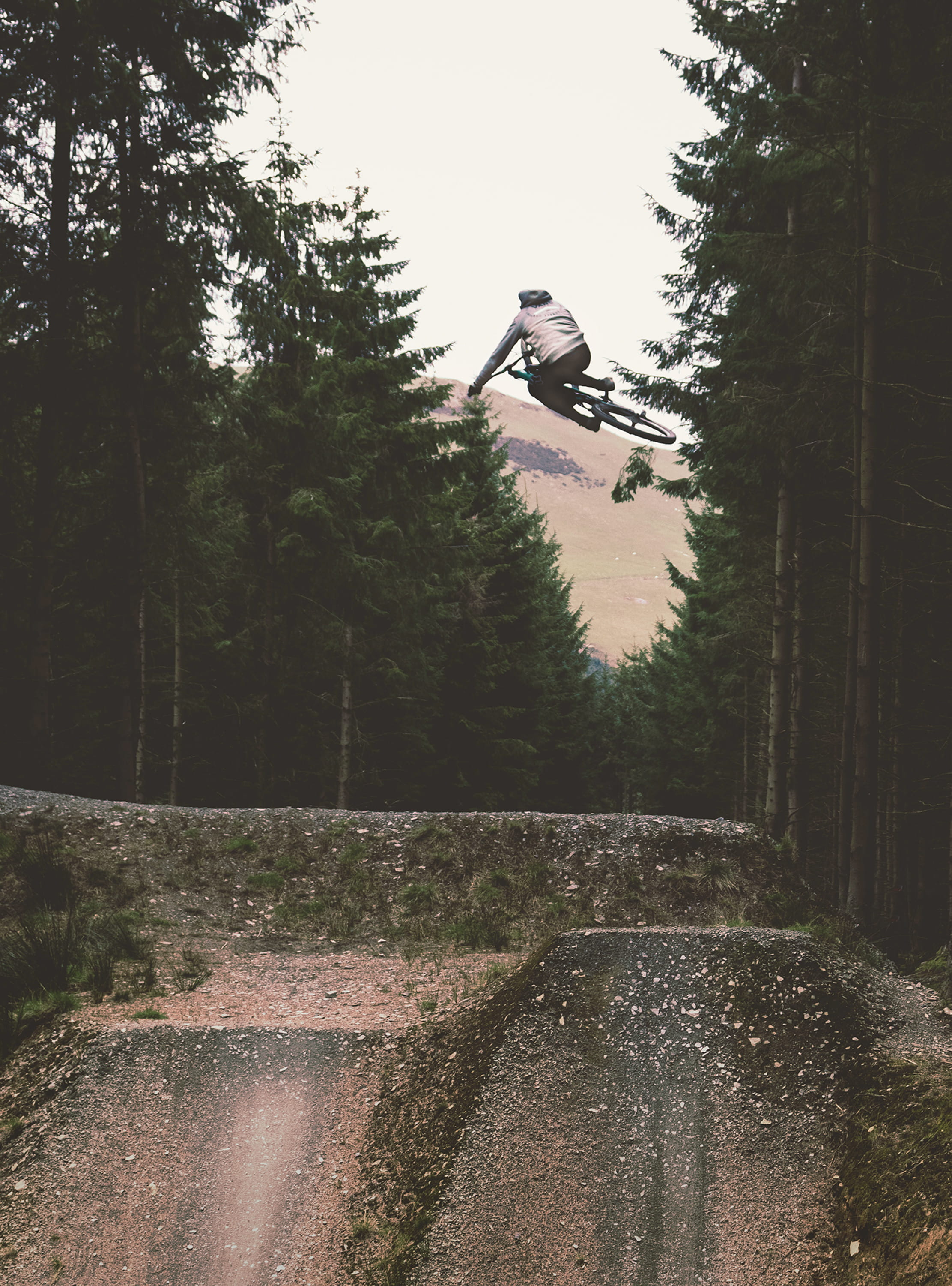 growth, biking, abies, human, one person, lifestyles, tree, time, riding, 2K, woods, vitality, real people, conifer, plant, mid-air, men, sport, table, Phone HD Wallpaper