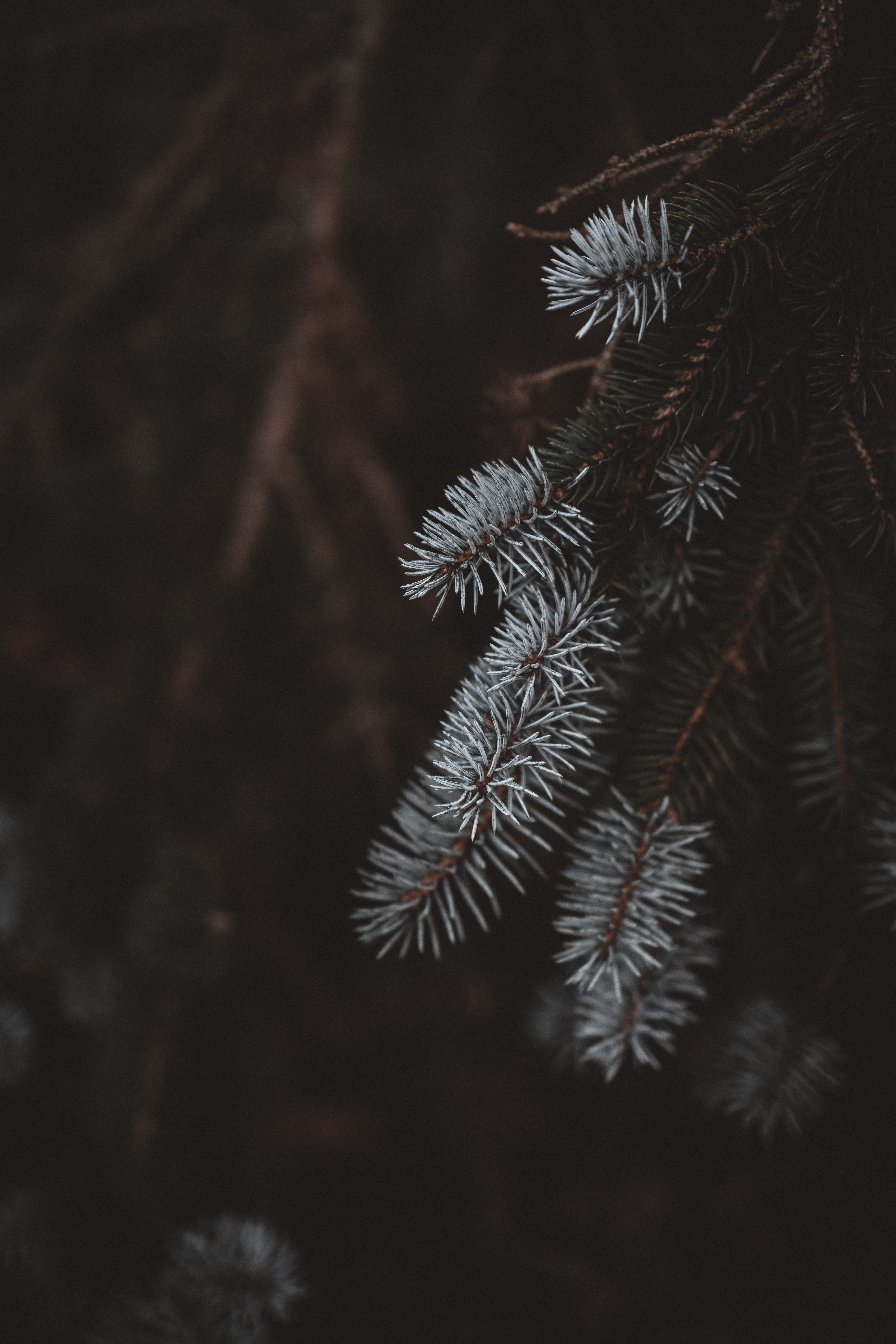 fir, close-up, no people, frost, pine, spruce, white, leaf, abies, fir tree, plant part, day, ice, vulnerability, outdoors, conifer, animal, cardinal, pollen, Phone HD Wallpaper