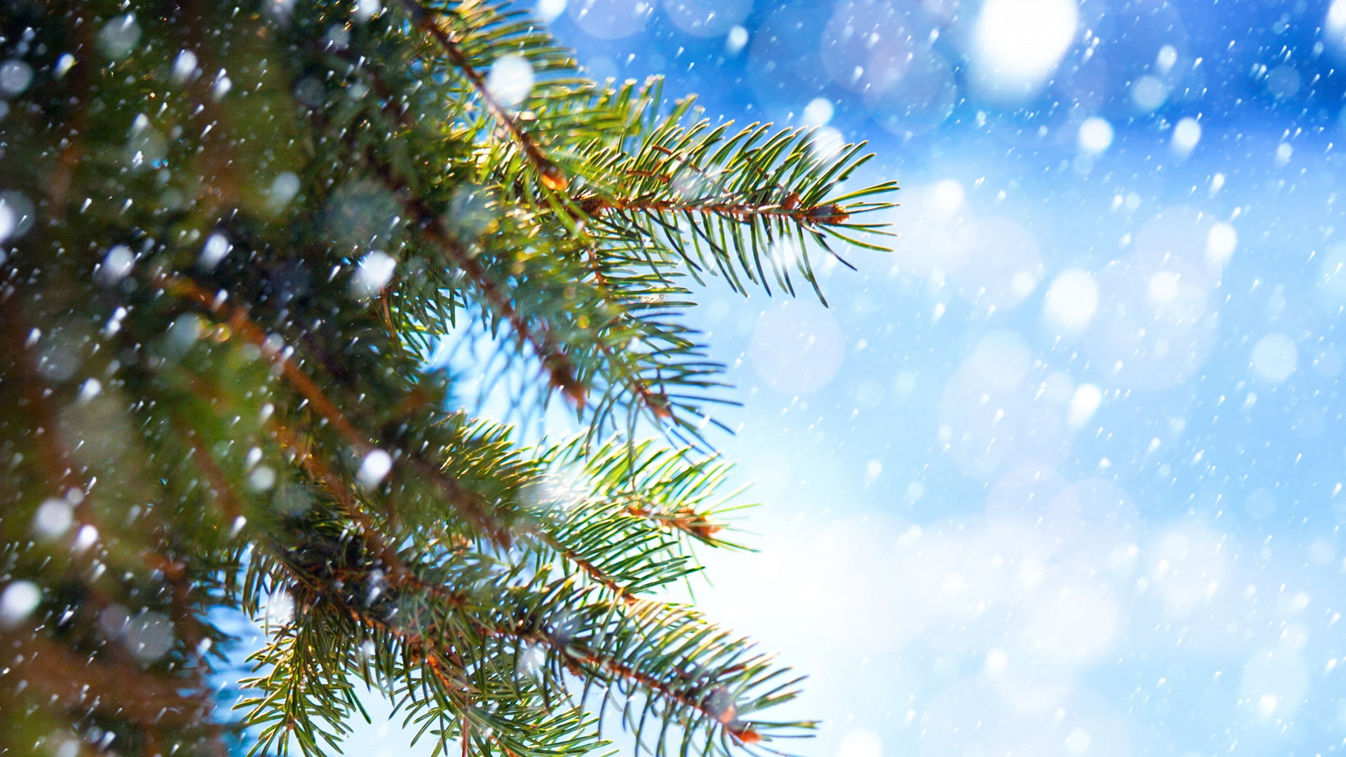 leaf, season, green color, day, coniferous tree, tropical climate, spruce, outdoors, forest, pine tree, sport, fir tree, growth, beauty in nature, cold temperature, HD Wallpaper