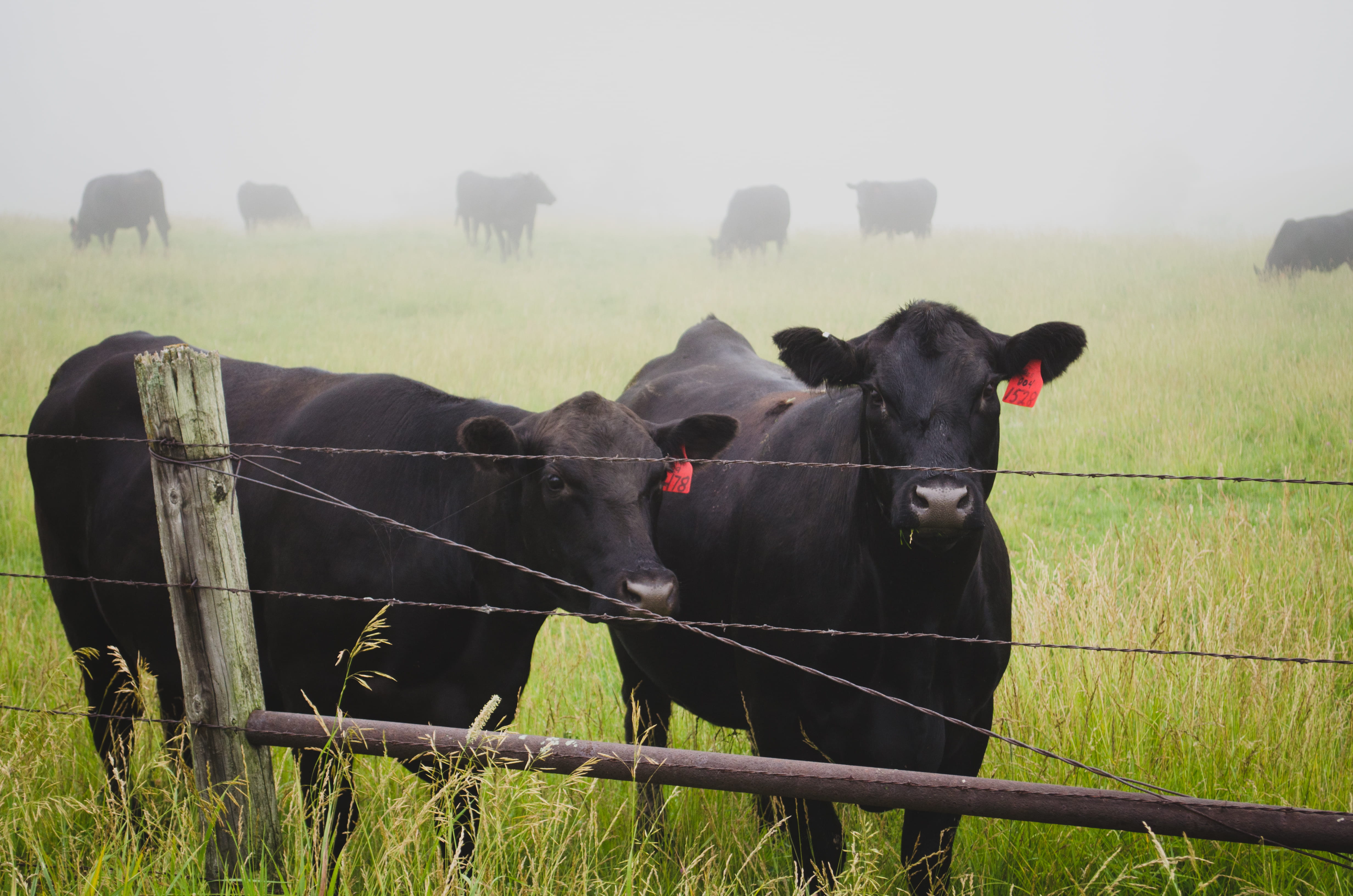 boundary, green, mammal, no people, rural Scene, outdoors, black, day, meadow, jersey, cow, livestock, barrier, two, agriculture, herd, field, fence, herbivorous, HD Wallpaper