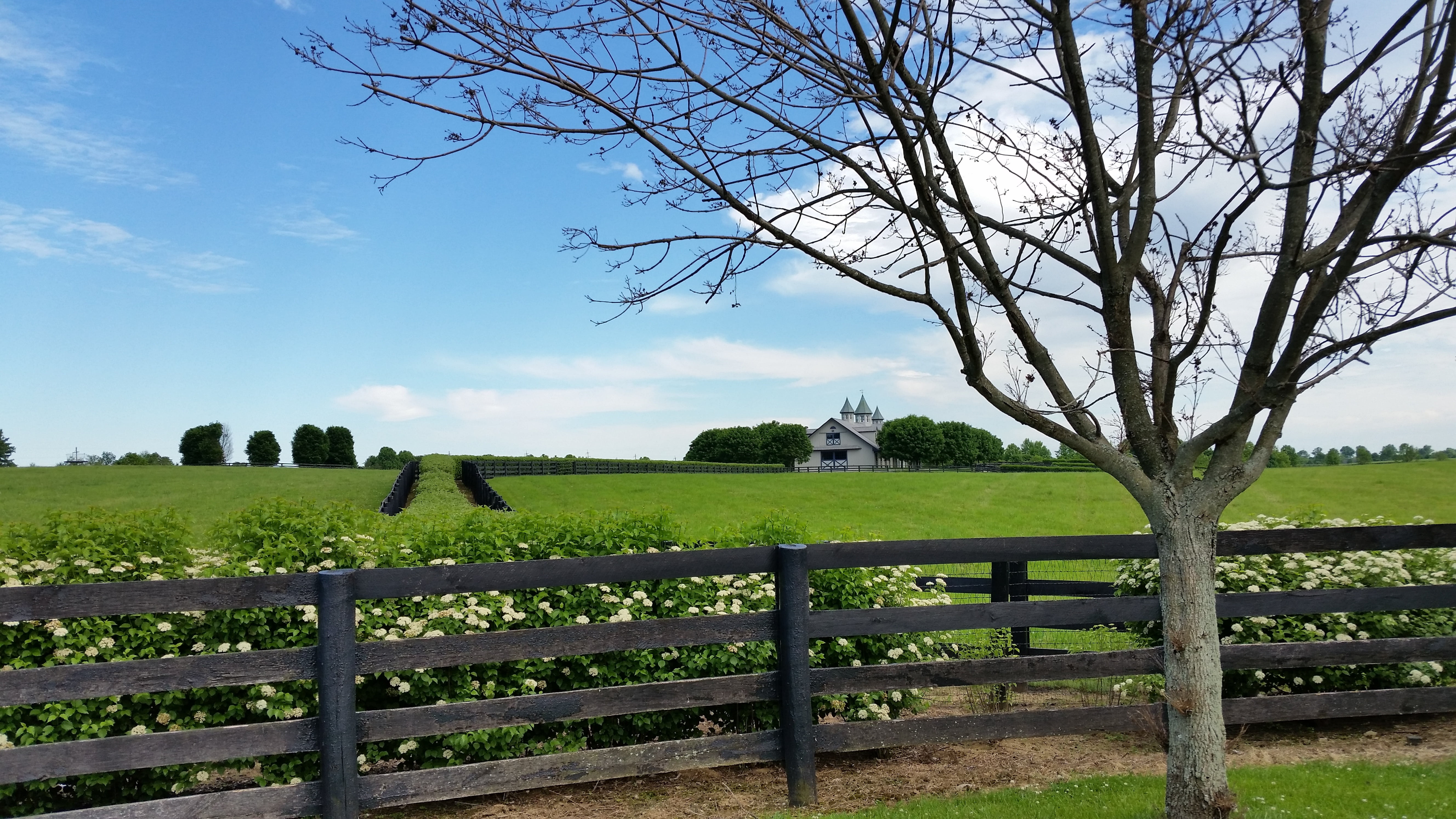no people, bare, sky, rural Scene, boundary, plant, scenics - nature, horse, 5K, land, field, non-urban scene, lexington, green color, hedge, tranquility, HD Wallpaper