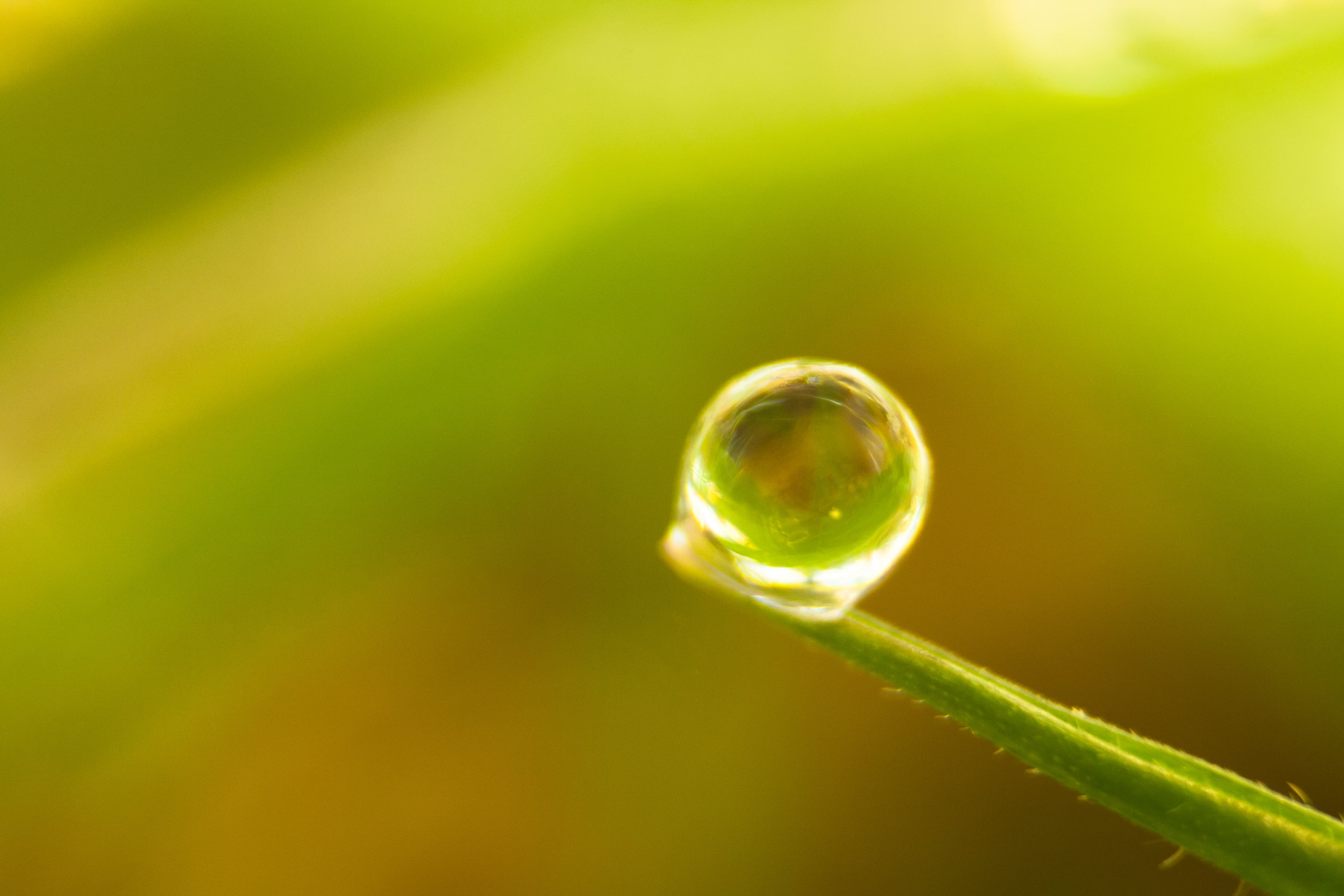 nature, United Kingdom, Balancing Act, environment, water, raindrop, plants, macro photography, rain, photography, plant, close, drop, close-up, leaf, green Color, HD Wallpaper