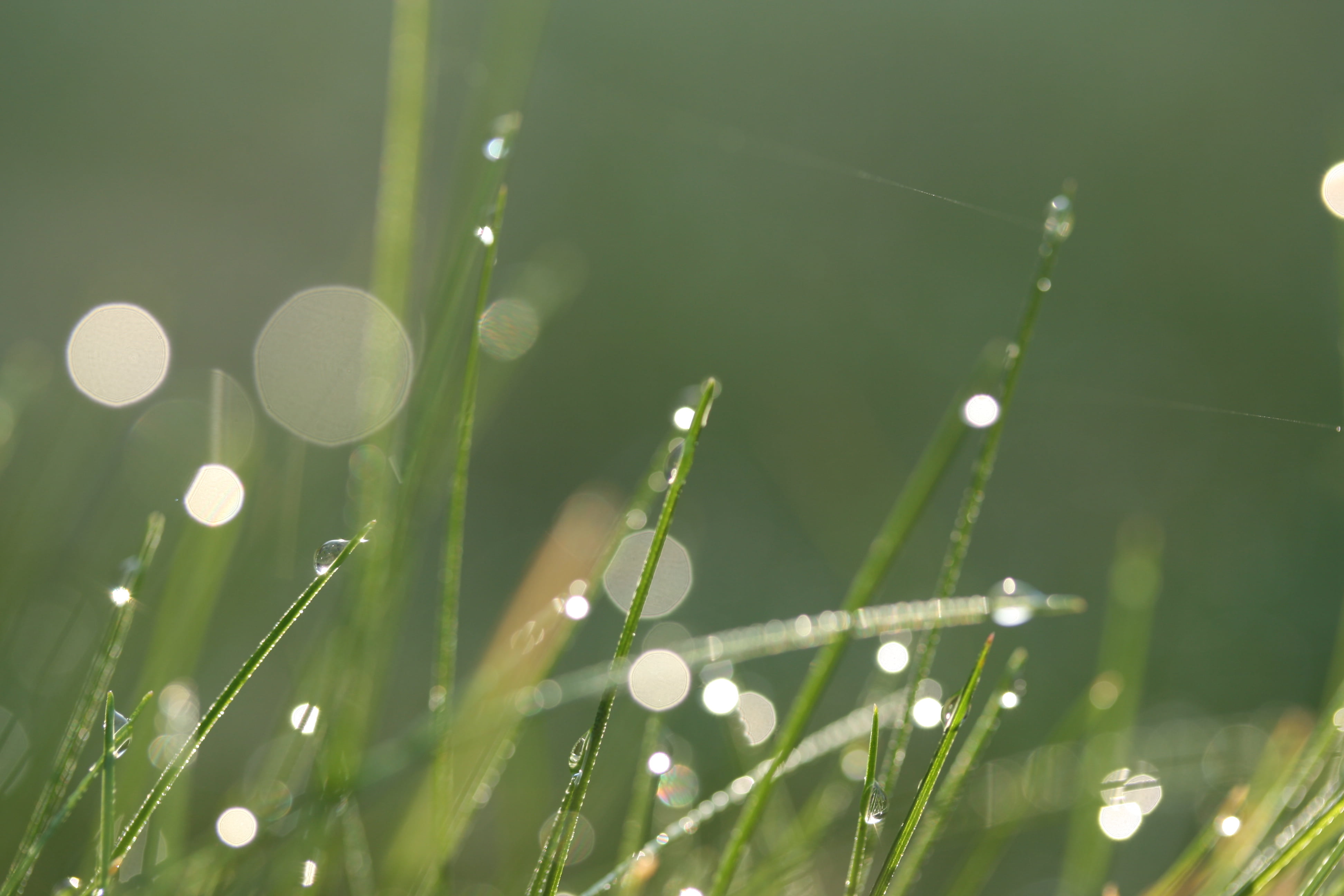 GARDEN, green Color, SHINY, closeup, SCOTLAND, WATER, raindrop, GRASS  GREEN, outdoors, dews, drop, CANON, Wouldnt it be good, on your side, LIGHT, nature, HD Wallpaper