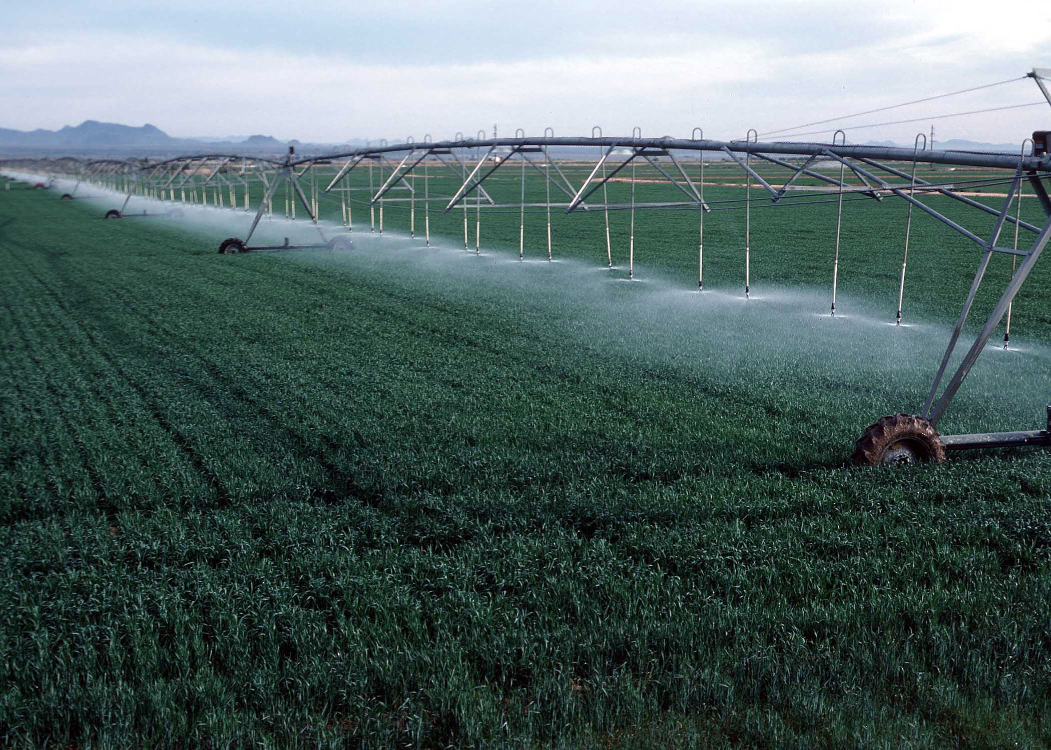 yuma, water, green color, outdoors, growth, center, vegetable, farm, irrigation, colorado, crop, no people, wheat, day, crops, environment, plant nursery, HD Wallpaper
