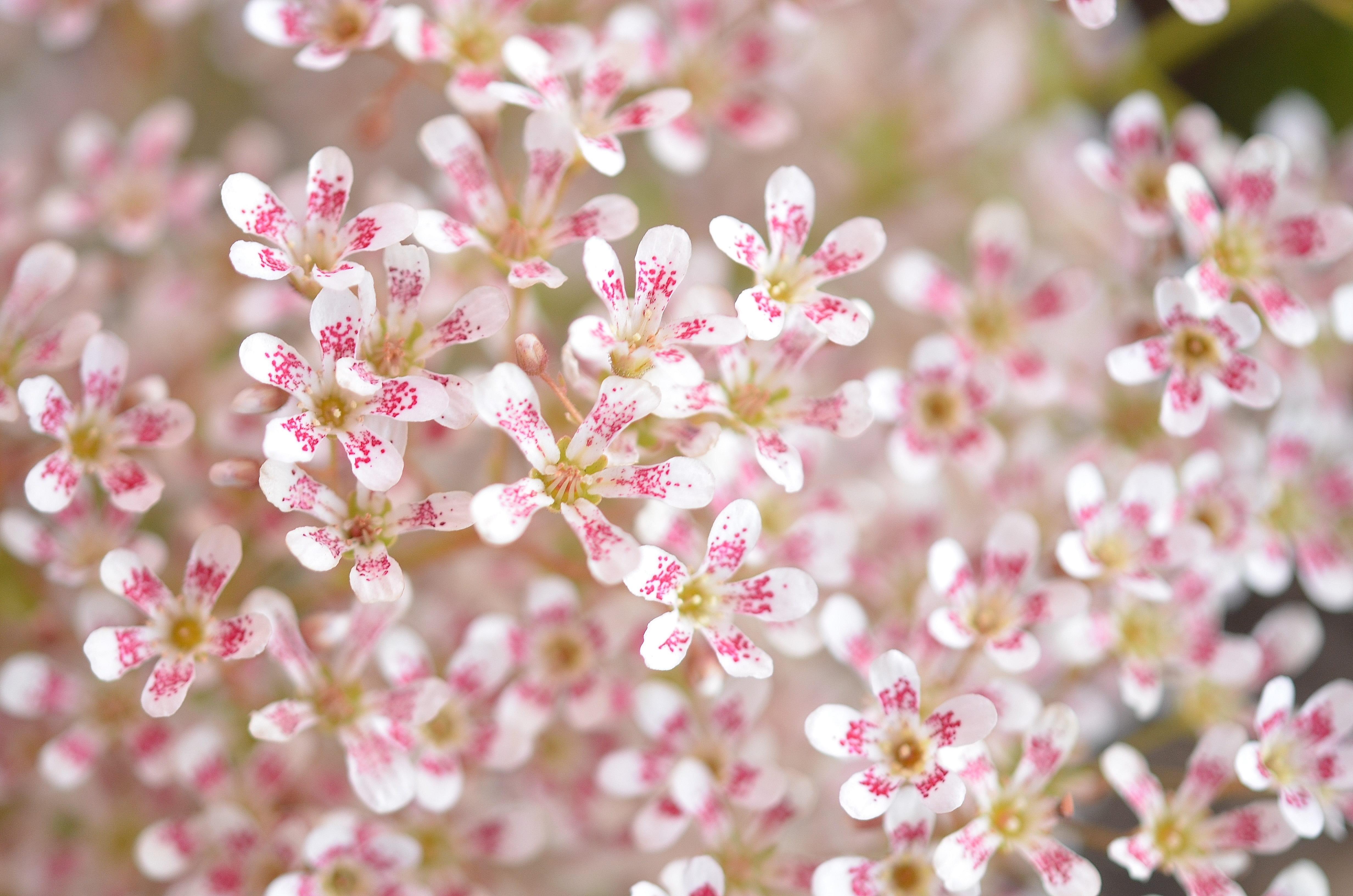 beauty, blossom, gardening, close-up, no people, bouquet, pink, colorful, softness, flower head, backgrounds, flowerbed, selective focus, beauty in nature, HD Wallpaper