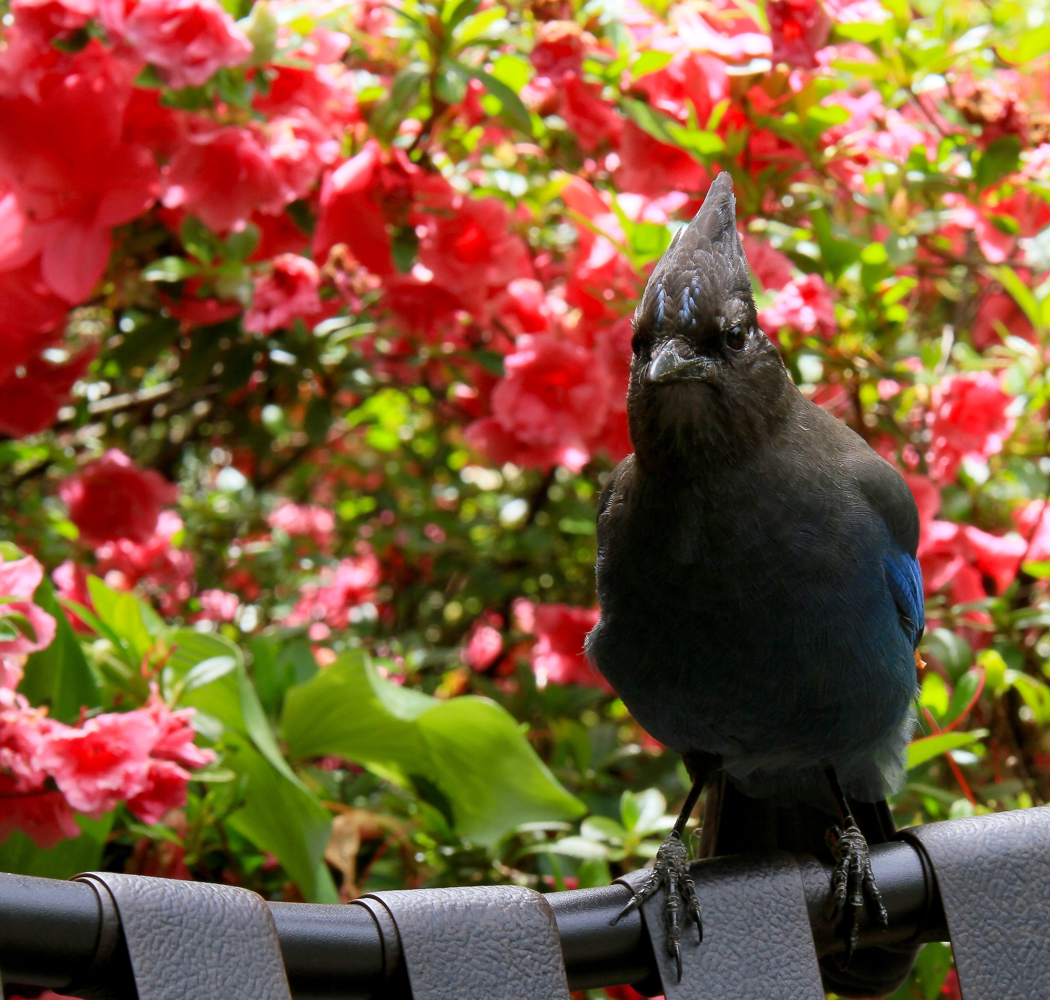 stellar jay, cute, plant part, animal, woods, no people, nature, feather, stellars, animal themes, beauty in nature, animal wildlife, growth, forest, tree, HD Wallpaper