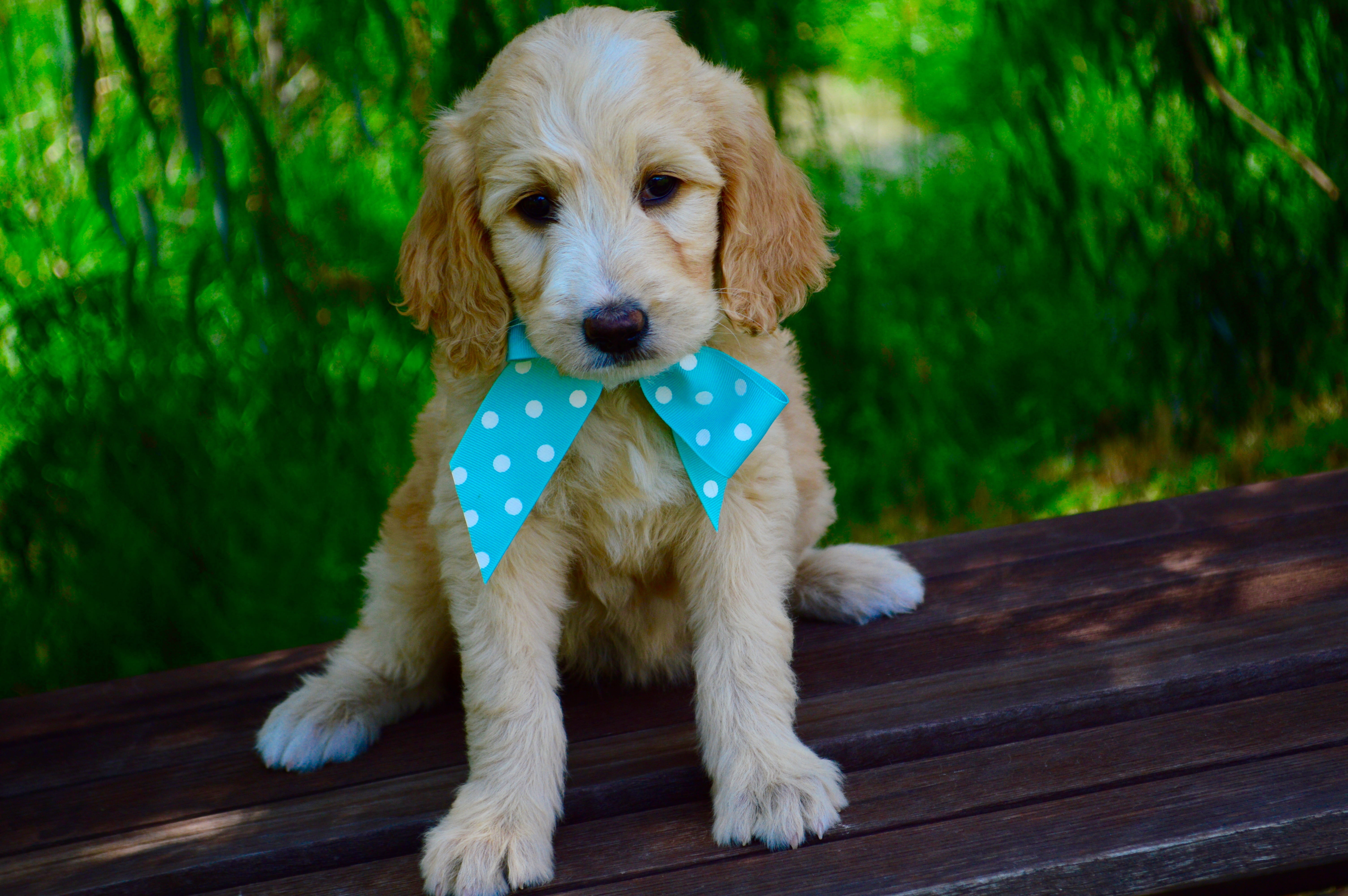 pets, dog, relaxation, one animal, canine, focus, portrait, goldendoodle, purebred dog, retriever, no people, animal, puppy, animal themes, domestic, spaniel, HD Wallpaper
