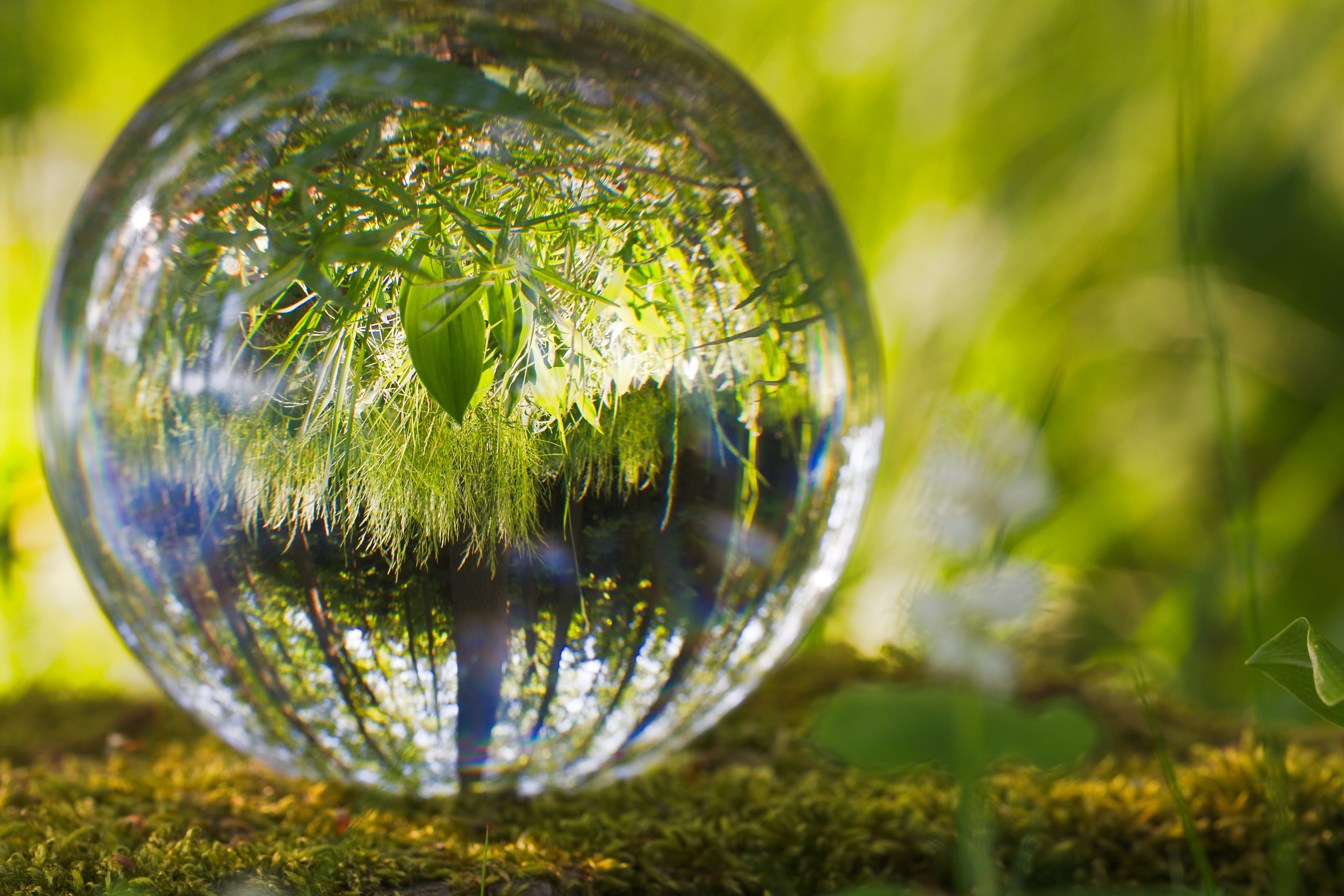 global, spherical, abstract, bubble, tree, selective focus, no people, nature, green color, day, bright, outdoors, 5K, ball, light, moss, planet, earth, HD Wallpaper