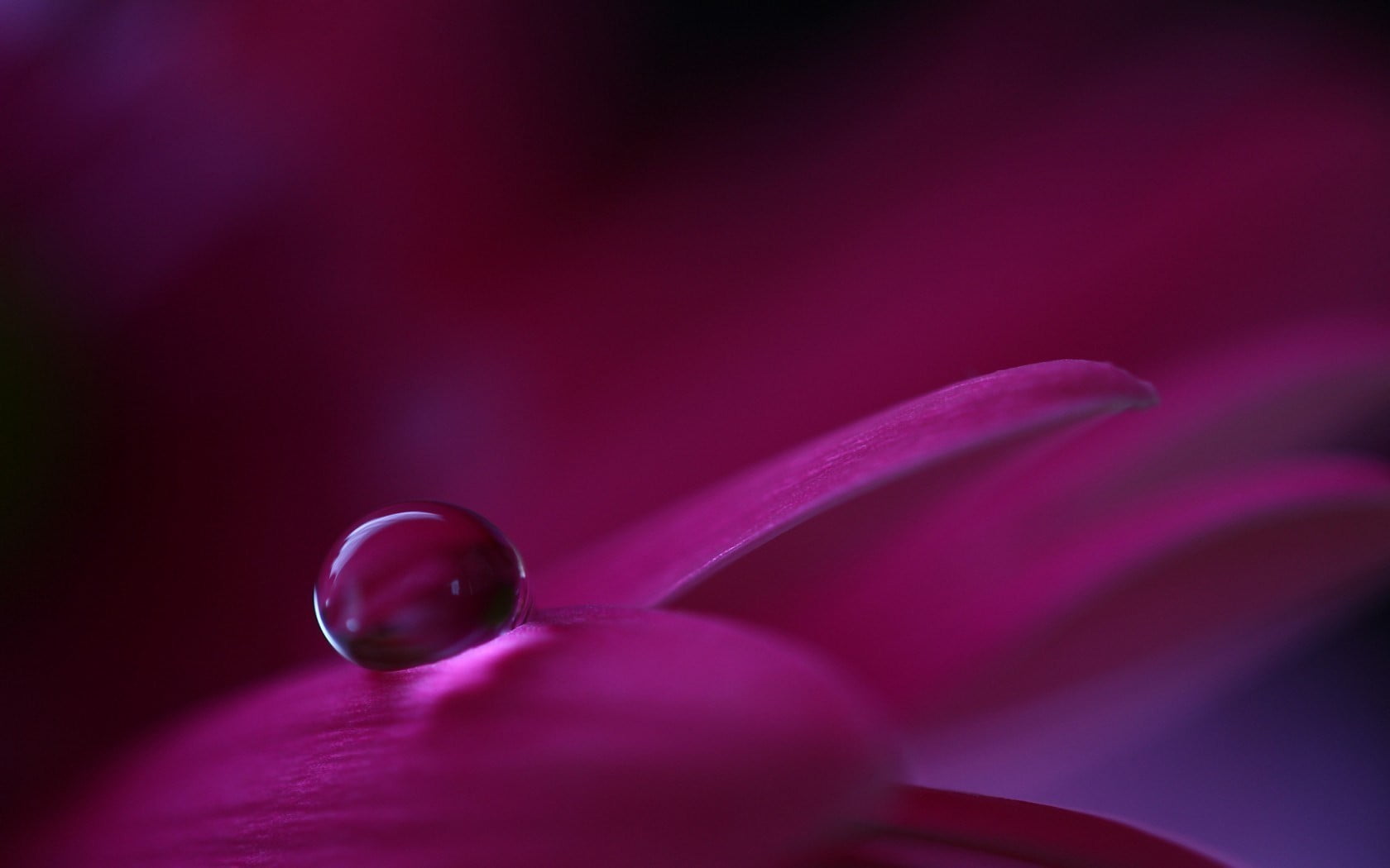 close-up, indoors, drop, red, spoon, nature, holding, people, healthcare and medicine, hand, pink color, purple, glass, healthy eating, science, water drops, HD Wallpaper