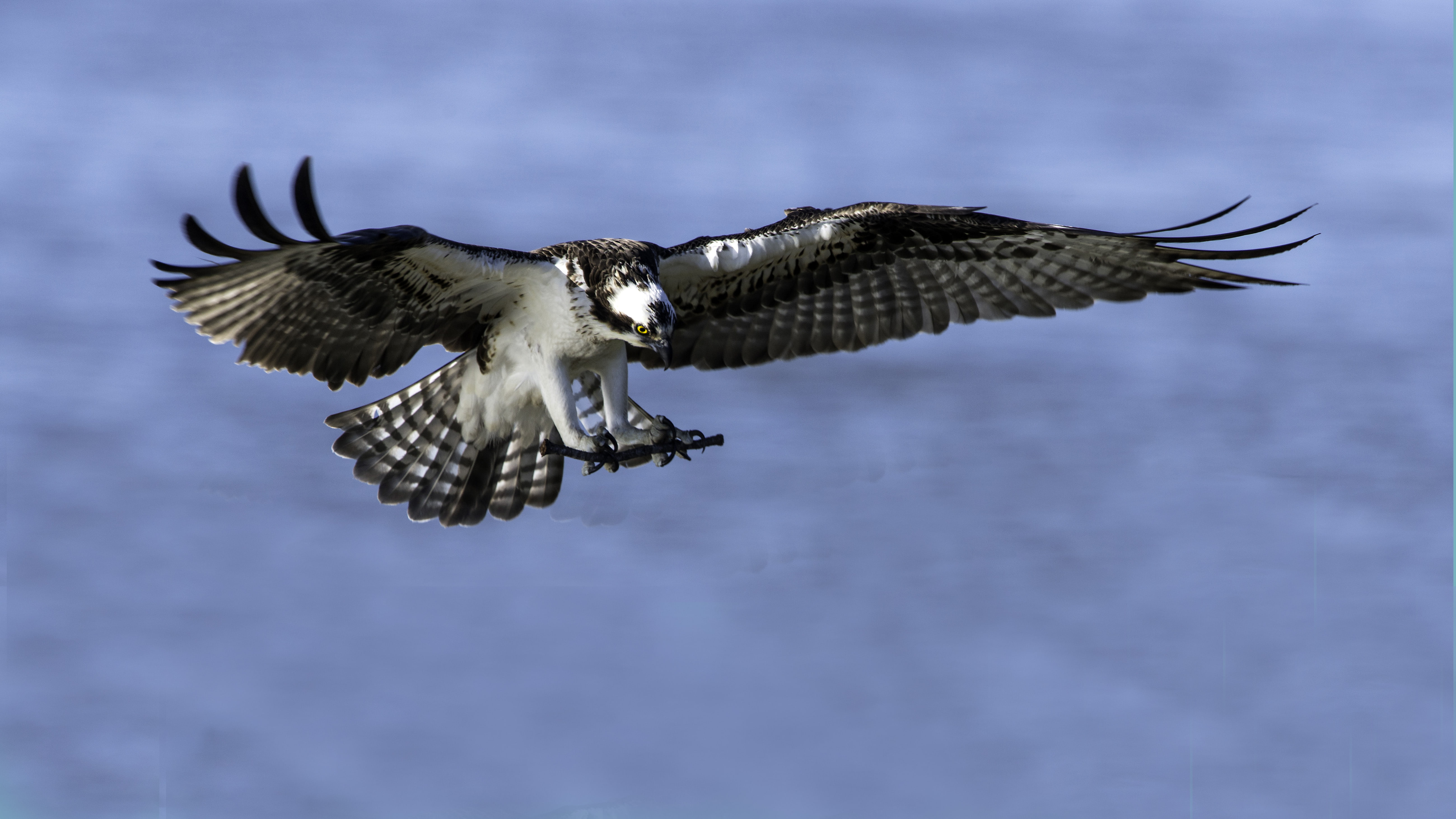 hd, osprey, flight, desktop, blue, sky, 5K, bird, HD Wallpaper