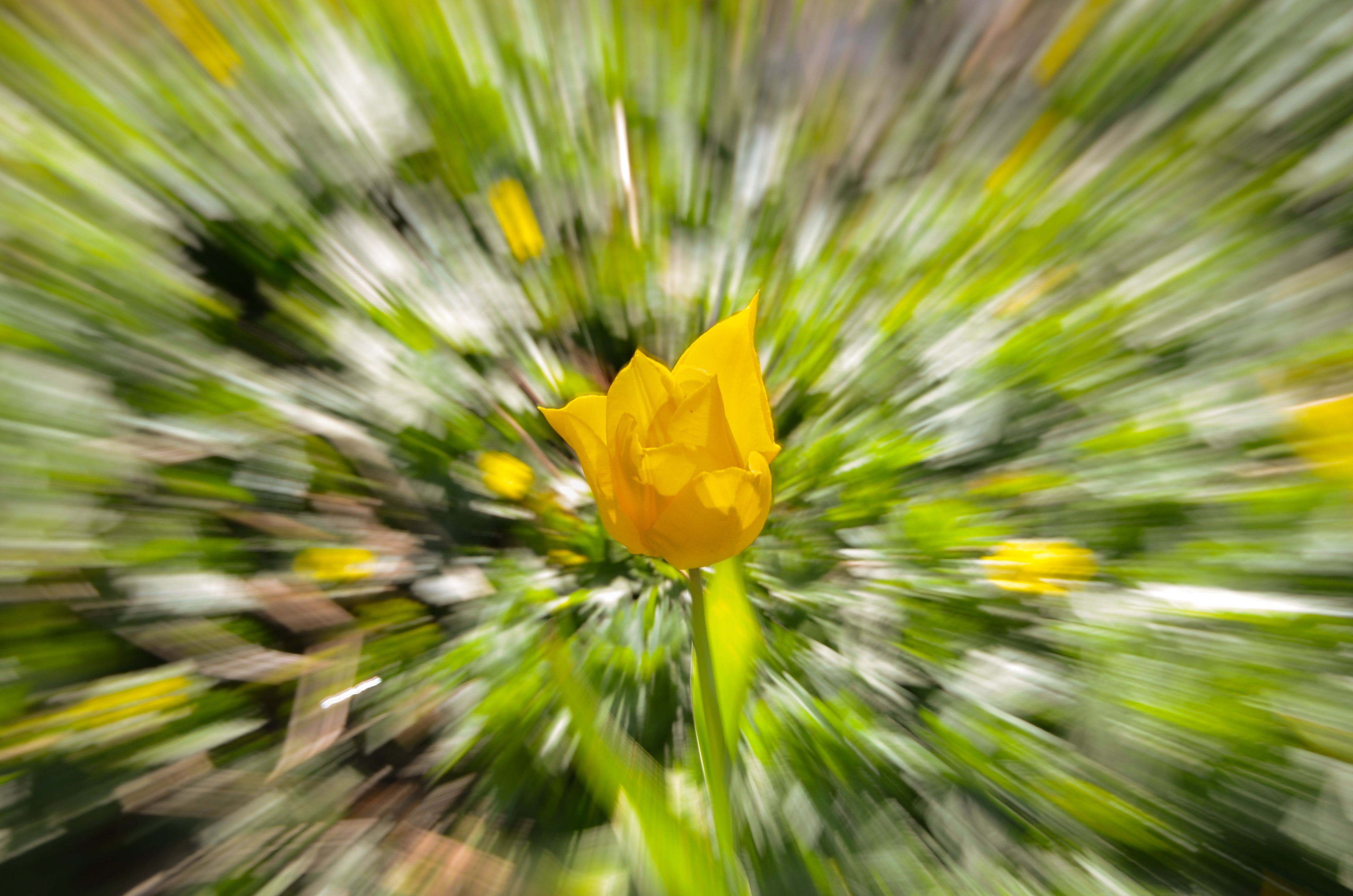 freshness, growth, beauty in nature, beauty, motion, yellow, bright, plant, bloom, fragility, sunlight, close-up, flowering plant, vulnerability, green Color, HD Wallpaper