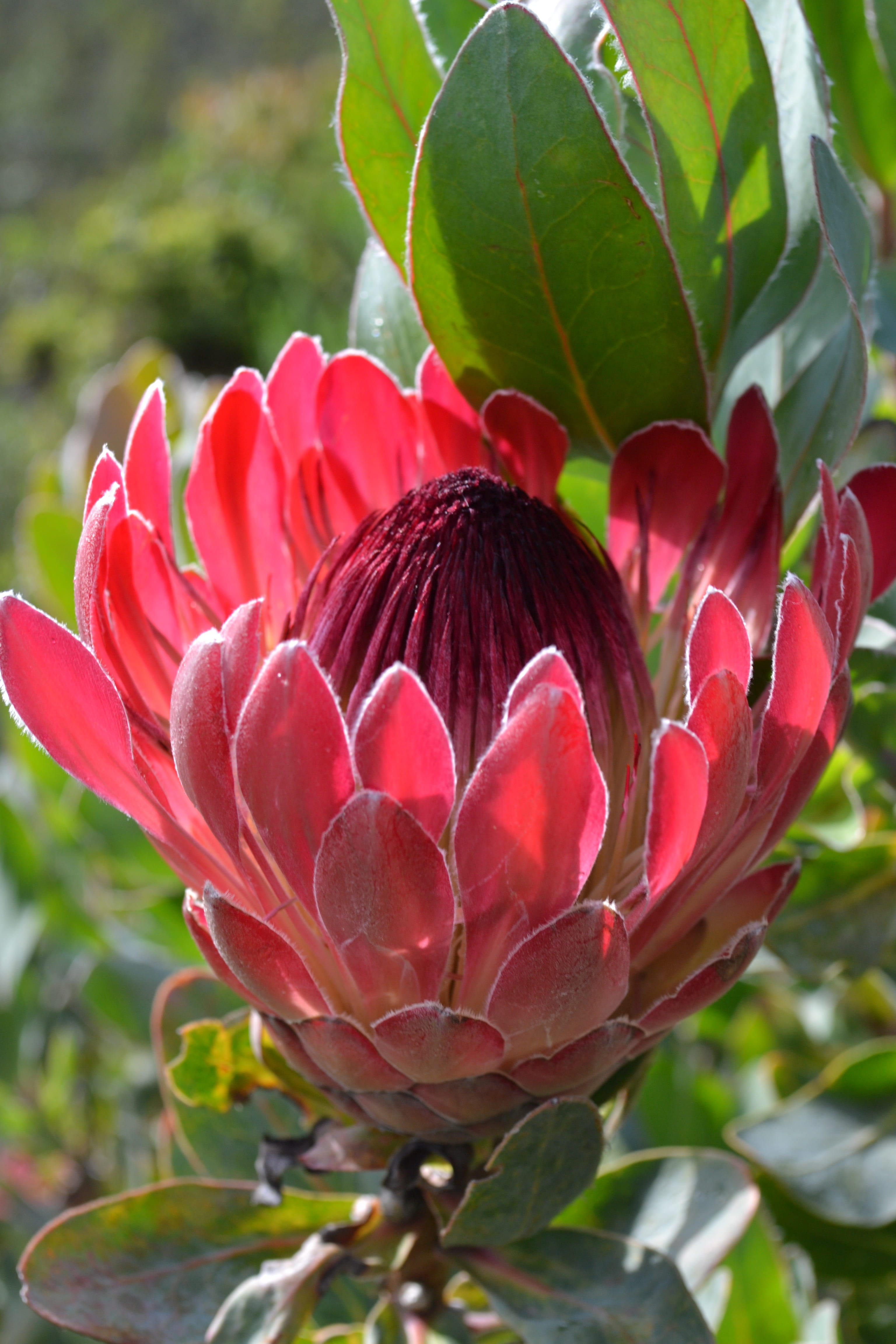 red, growth, south africa, leaf, close-up, outdoors, petal, flower head, close, beauty in nature, vulnerability, 4K, freshness, plant part, flowering plant, Phone HD Wallpaper