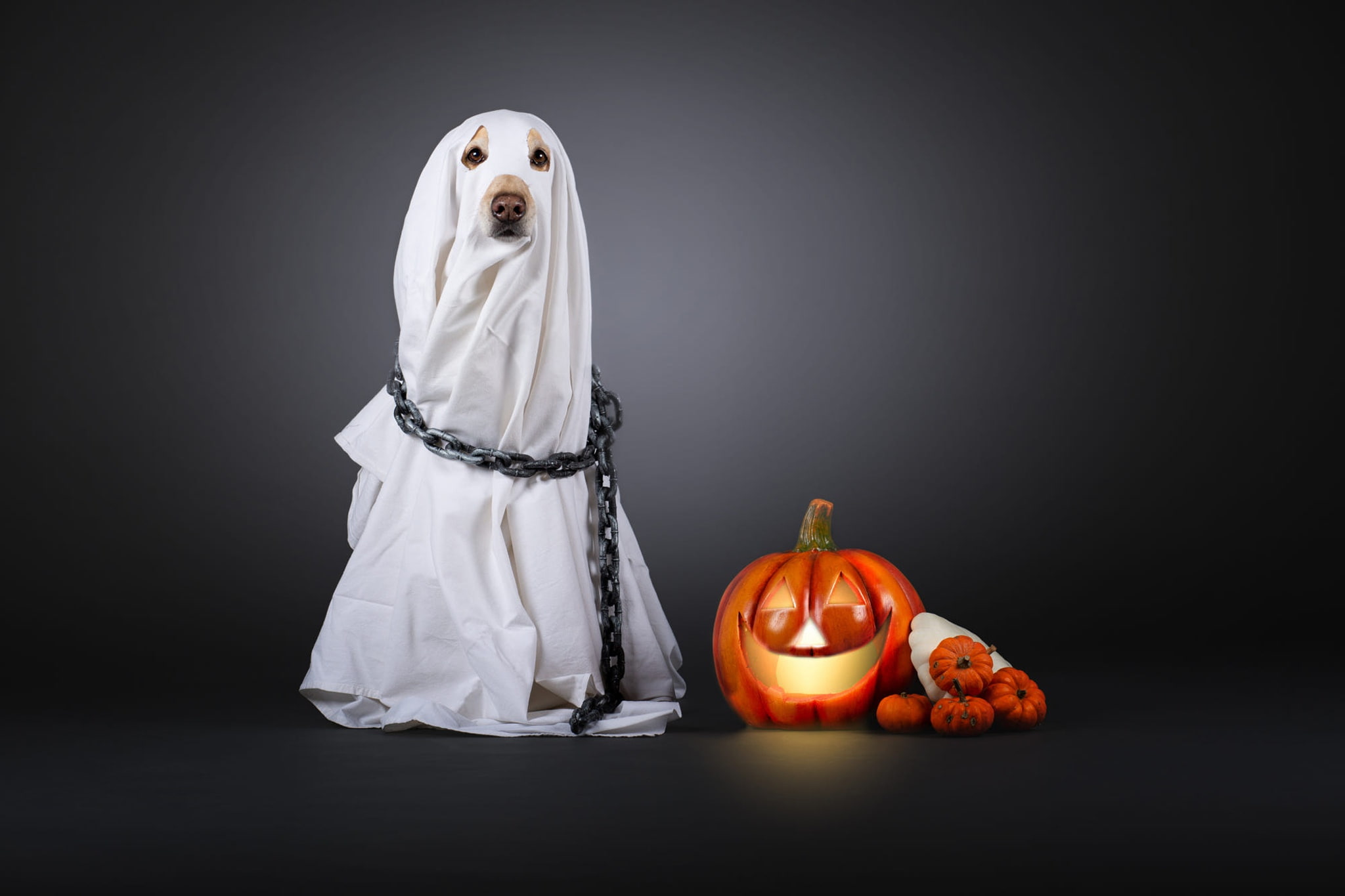 1080P, grey background, Halloween, sheet, pumpkin, chain, white, Ghost, costume, dog, Cape, HD Wallpaper