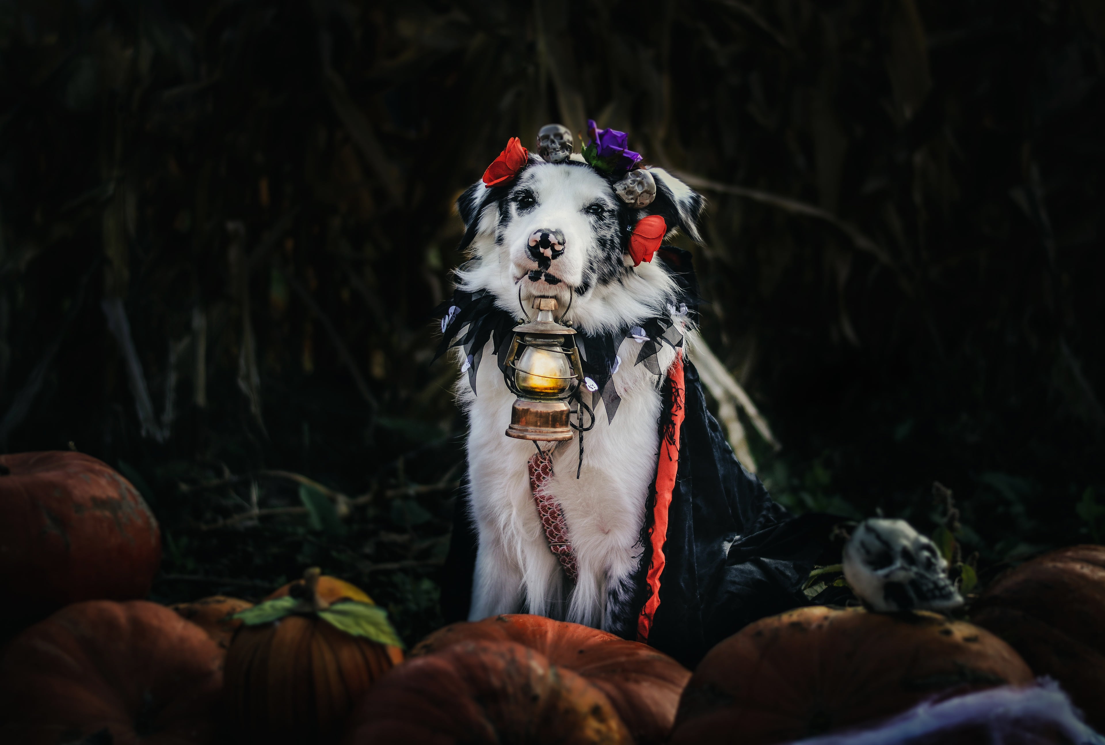 dog, Cape, Aussie, autumn, Australian shepherd, lantern, attributes, harvest, flowers, costume, the dark background, skull, pumpkin, Halloween, holiday, HD Wallpaper