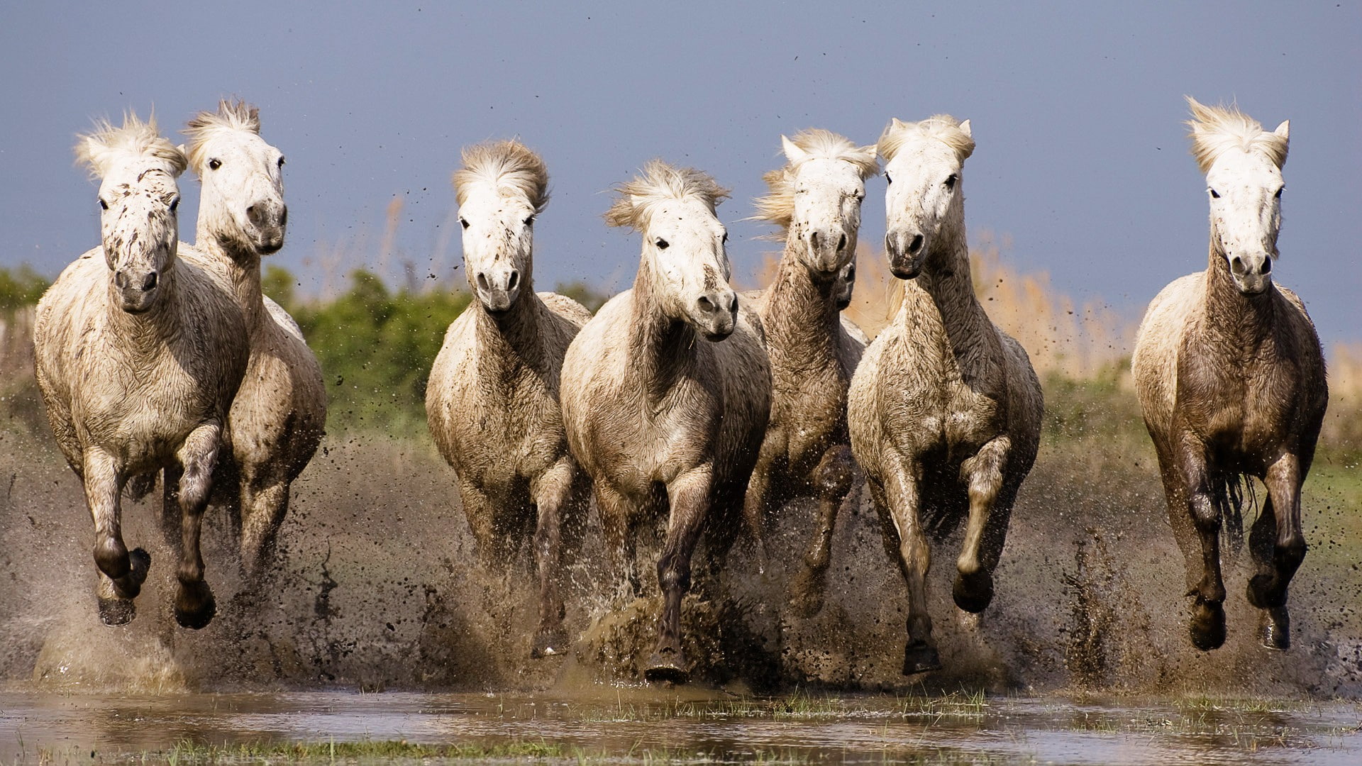 running, herbivorous, lake, group of animals, 1080P, domestic, livestock, animal wildlife, animal themes, reflection, pets, no people, herd, day, animals, HD Wallpaper