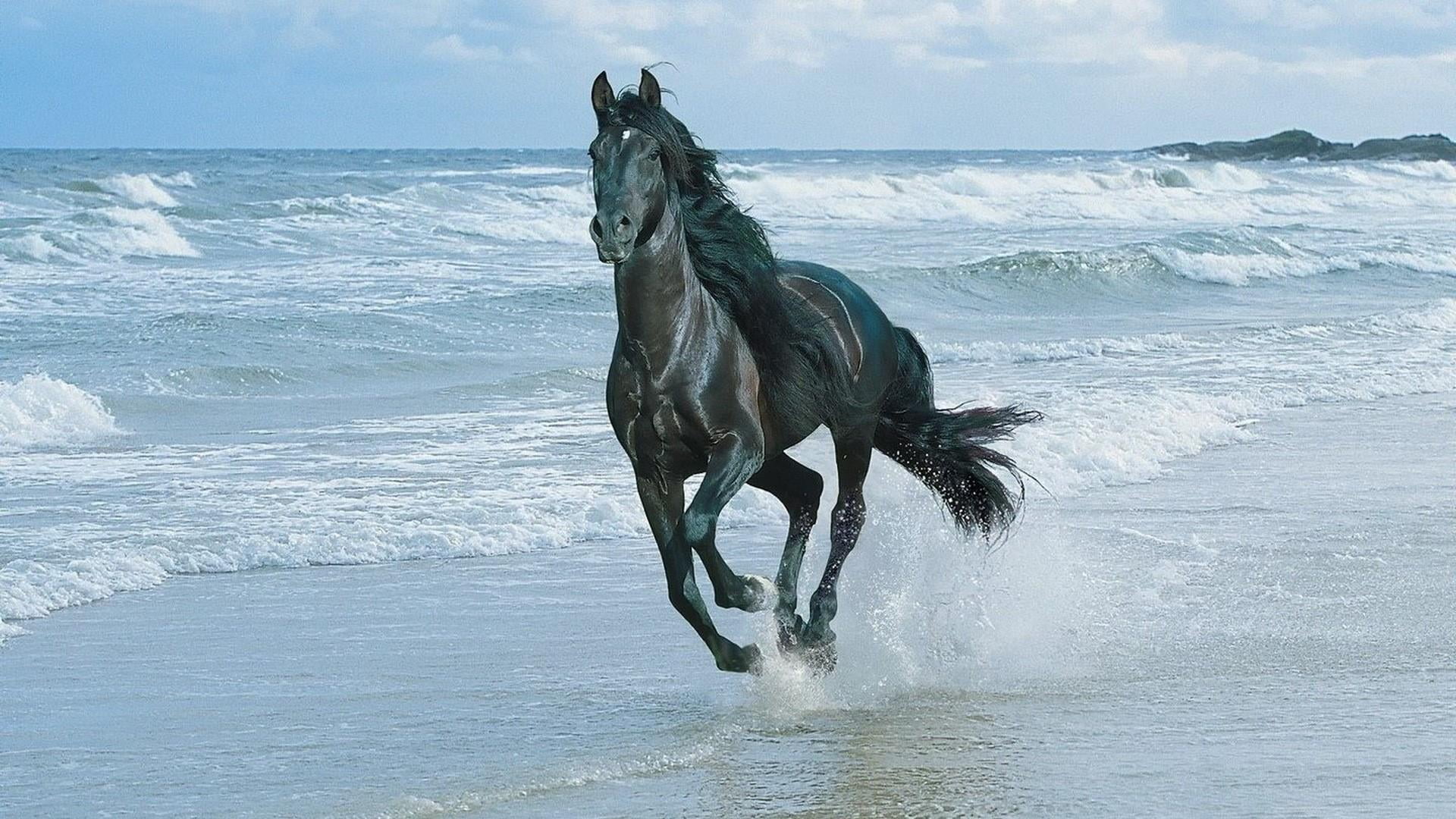 outdoors, animal themes, 1080P, horse, nature, sea, day, motion, domestic, mammal, horizon over water, animal, running, sky, beach, no people, water, flowing water, HD Wallpaper