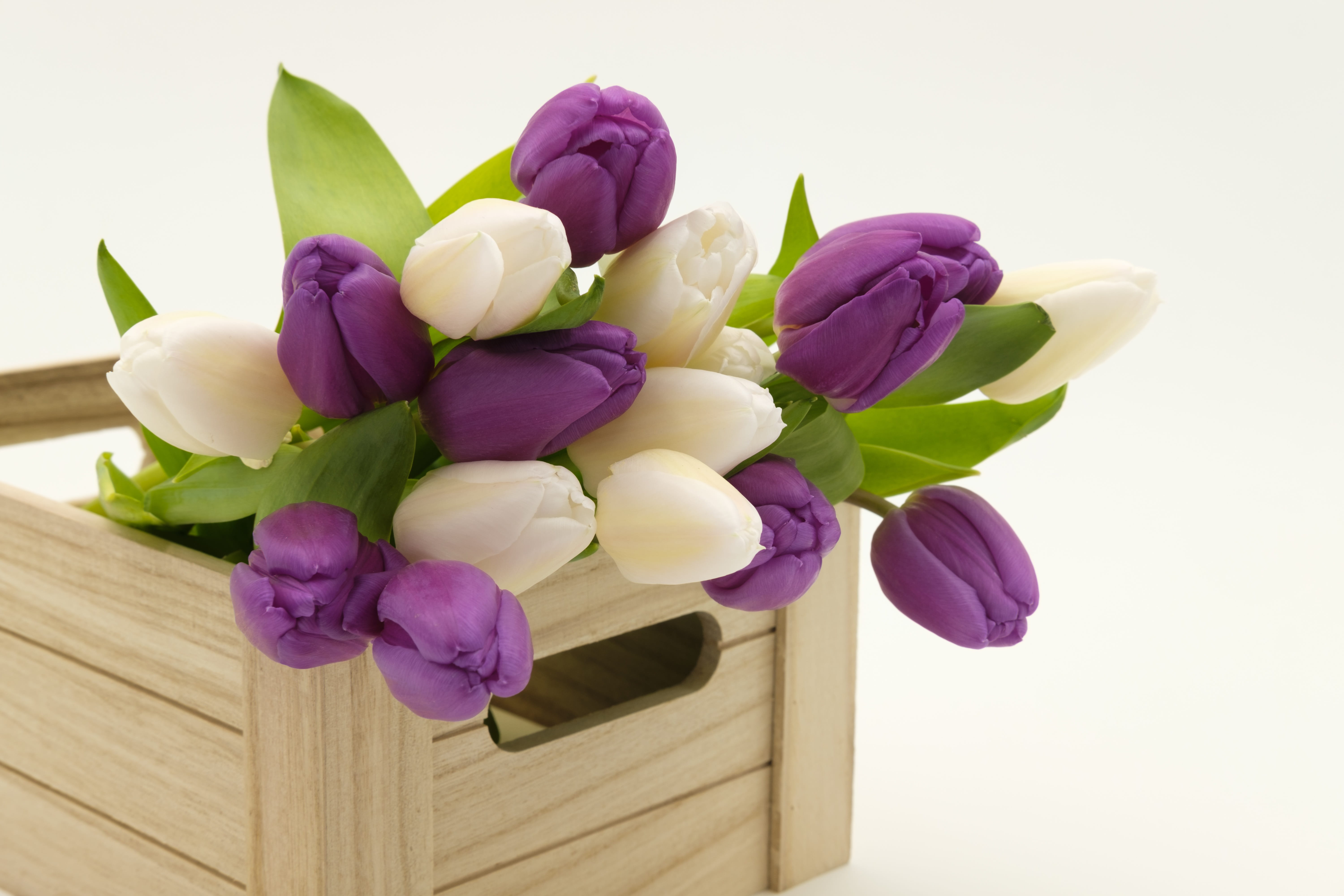 leaf, vulnerability, spring, petaled, tulip bouquet, fragility, purple, flowers, pink color, bouquet, birthday card, inflorescence, crate, wooden box, tulips, HD Wallpaper