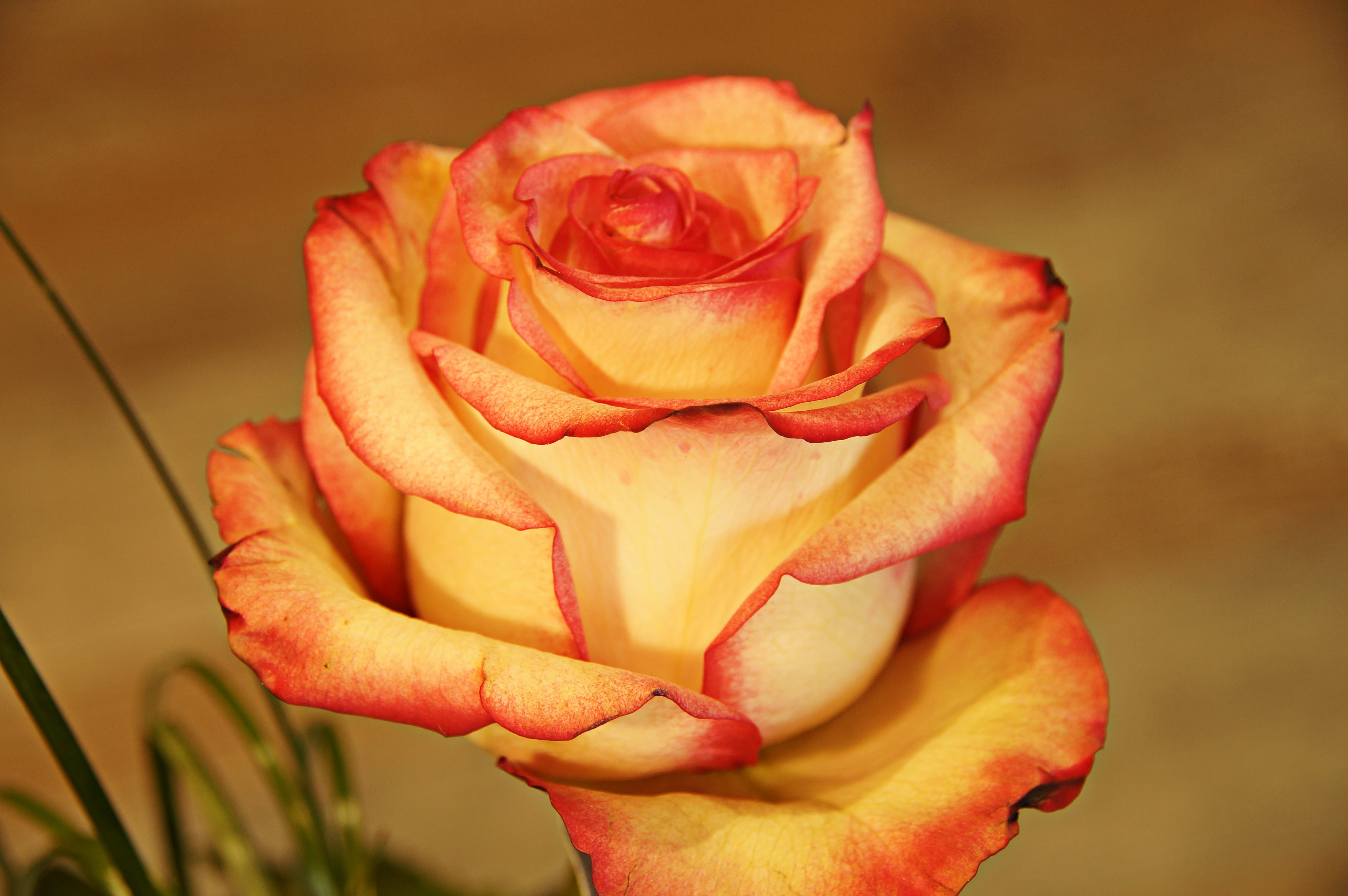love, positive, day, structure, vulnerability, freshness, abstract, inflorescence, give away, flower, background, valentine, loving, affection, fragility, HD Wallpaper