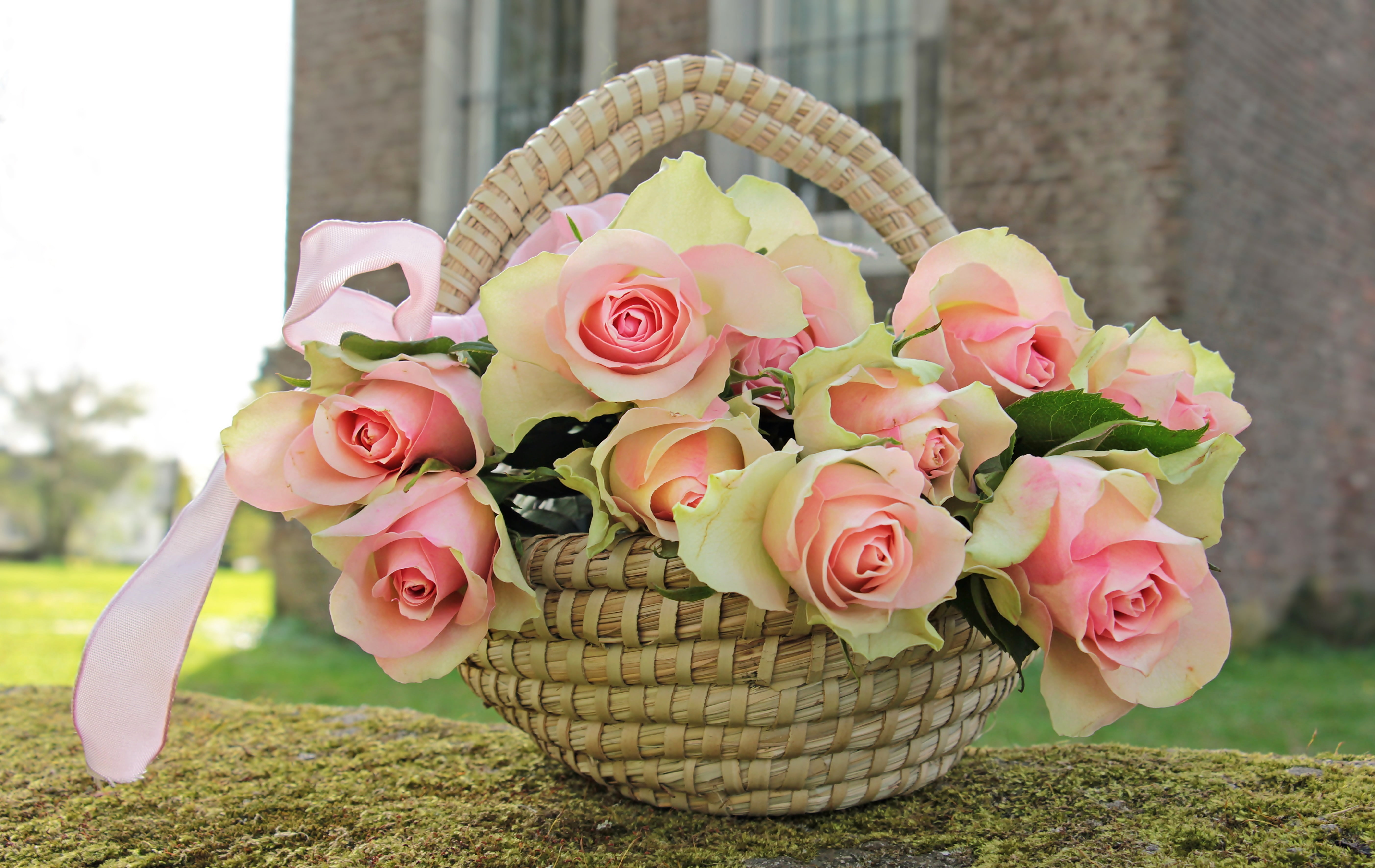 roses, bow pink, emotions, 5K, beauty in nature, beauty, postcard, close-up, nature, home, pink, tender, flower head, greeting card, birthday card, romance, HD Wallpaper