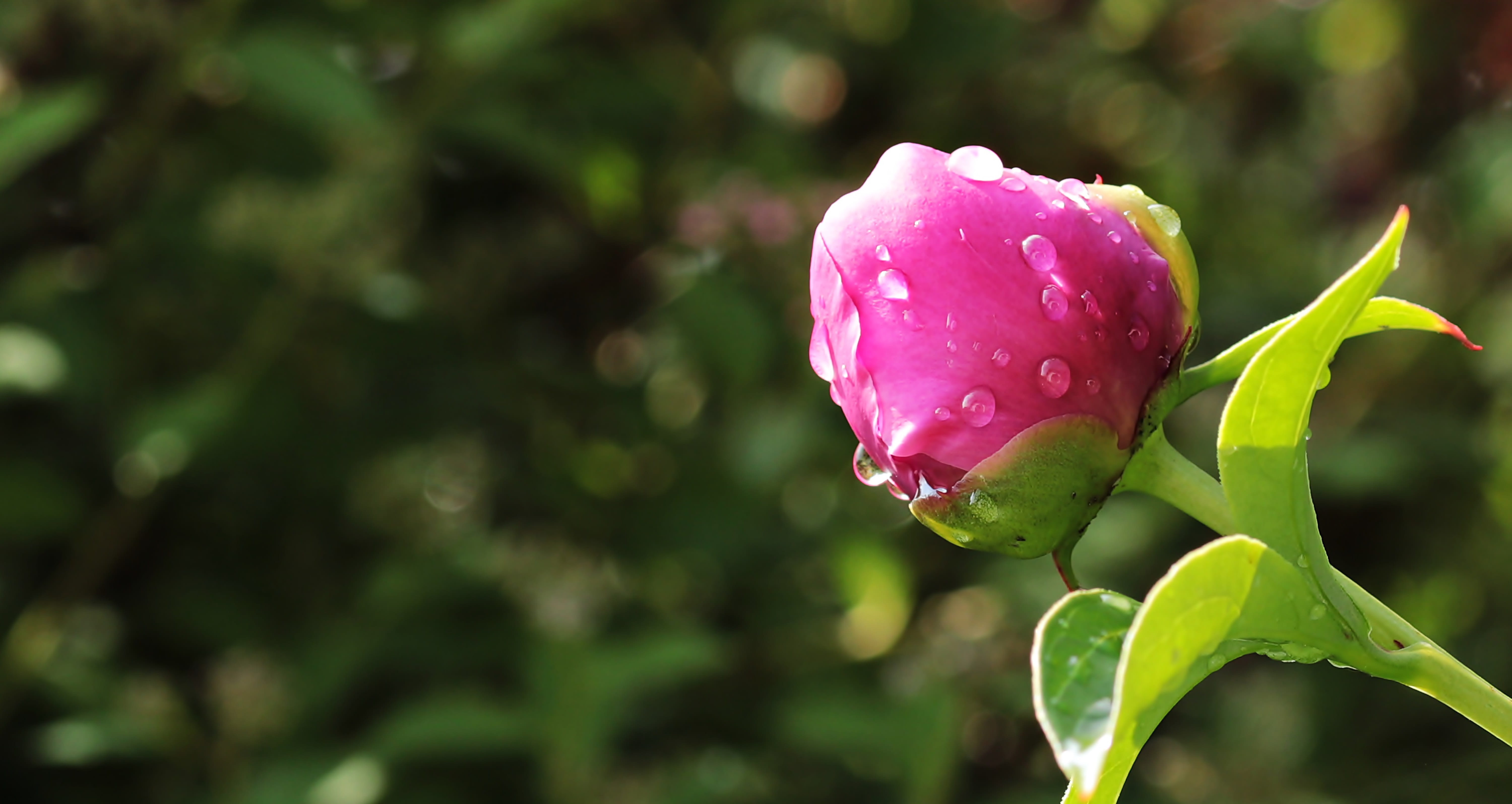 pink peony, inflorescence, Micro, map, ornamental plant, softness, vulnerability, green Color, plant, greeting card, growth, blossom, bud, summer, water, HD Wallpaper