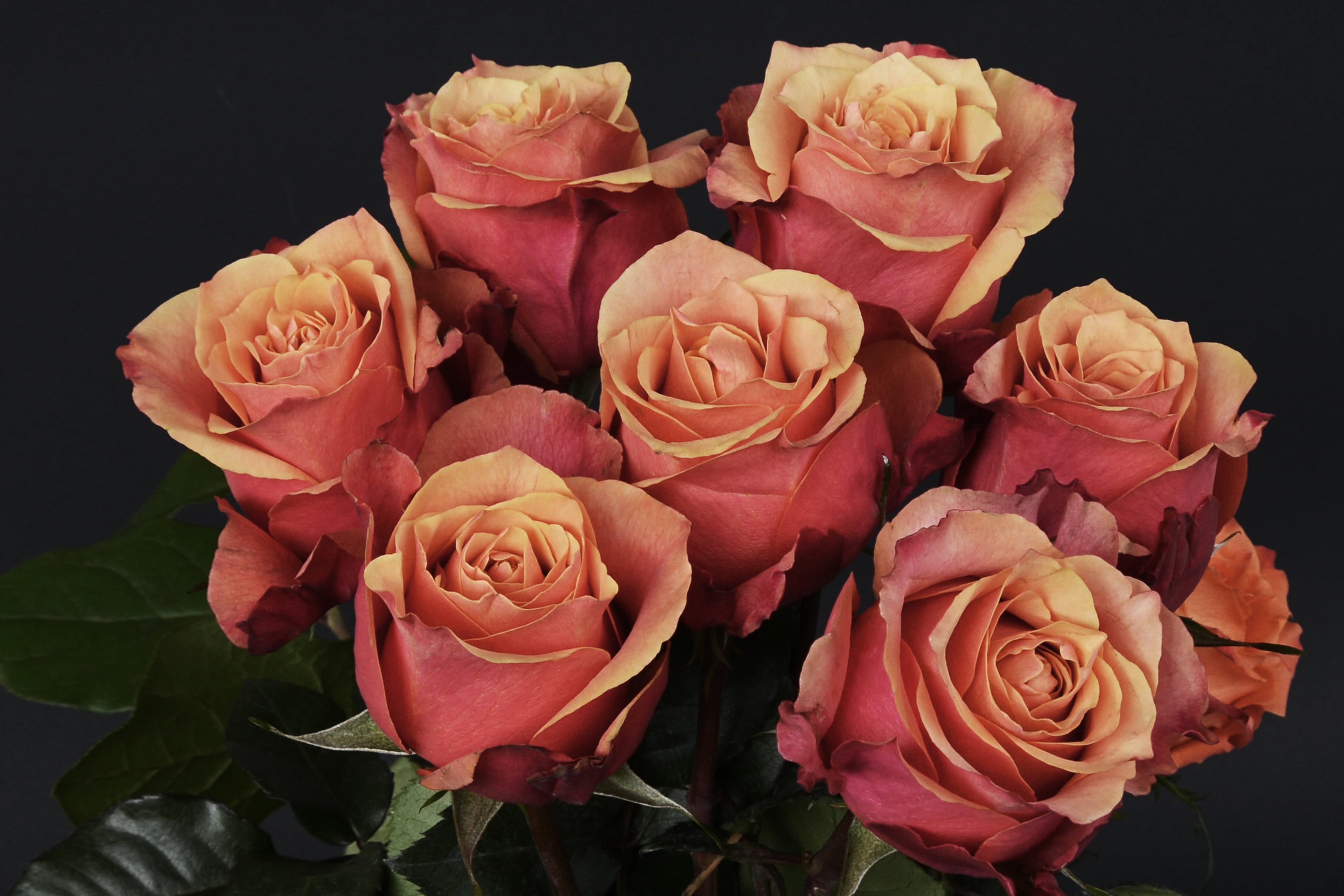 greeting card, close-up, studio shot, rose, petal, promise, flowers, luck, flora, marriage, roses, flower head, beauty in nature, freshness, inflorescence, HD Wallpaper
