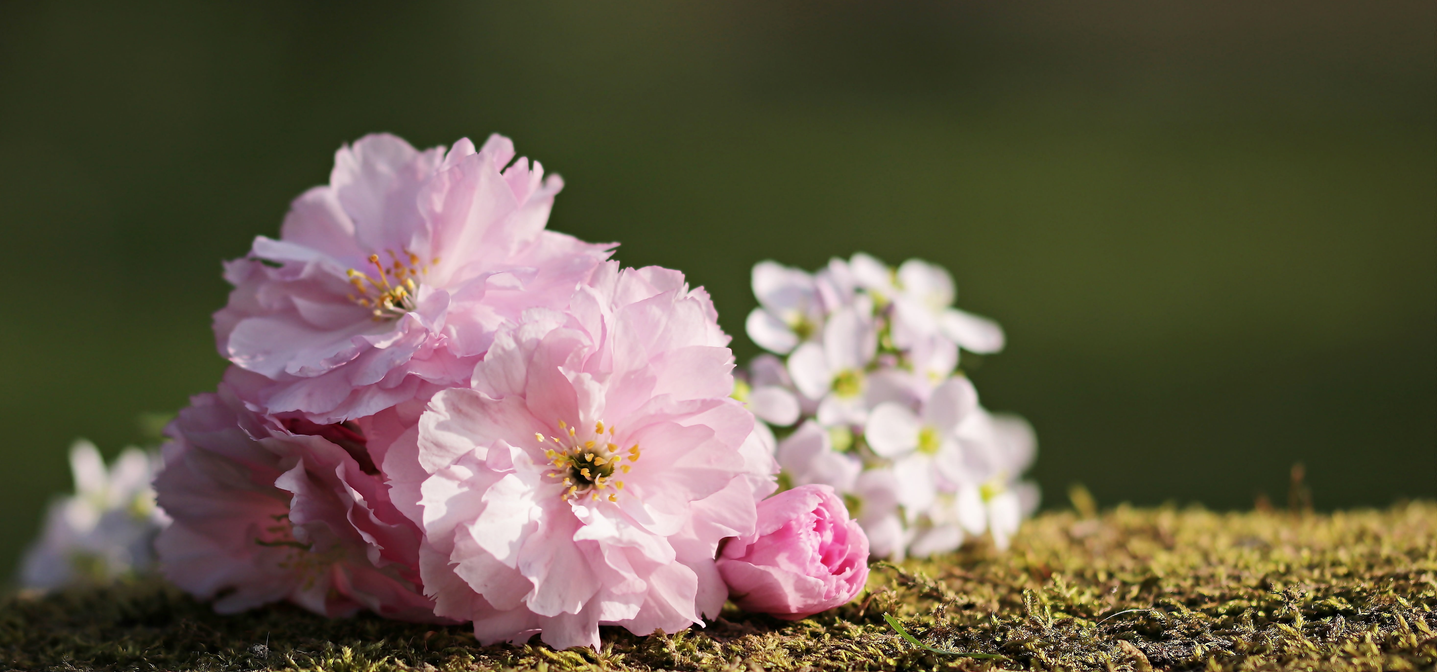 flower, closeup, beauty in nature, springtime, fragility, bouquet, cherry blossoms, 5K, inflorescence, no people, spring greetings, bloom, invitation card, HD Wallpaper