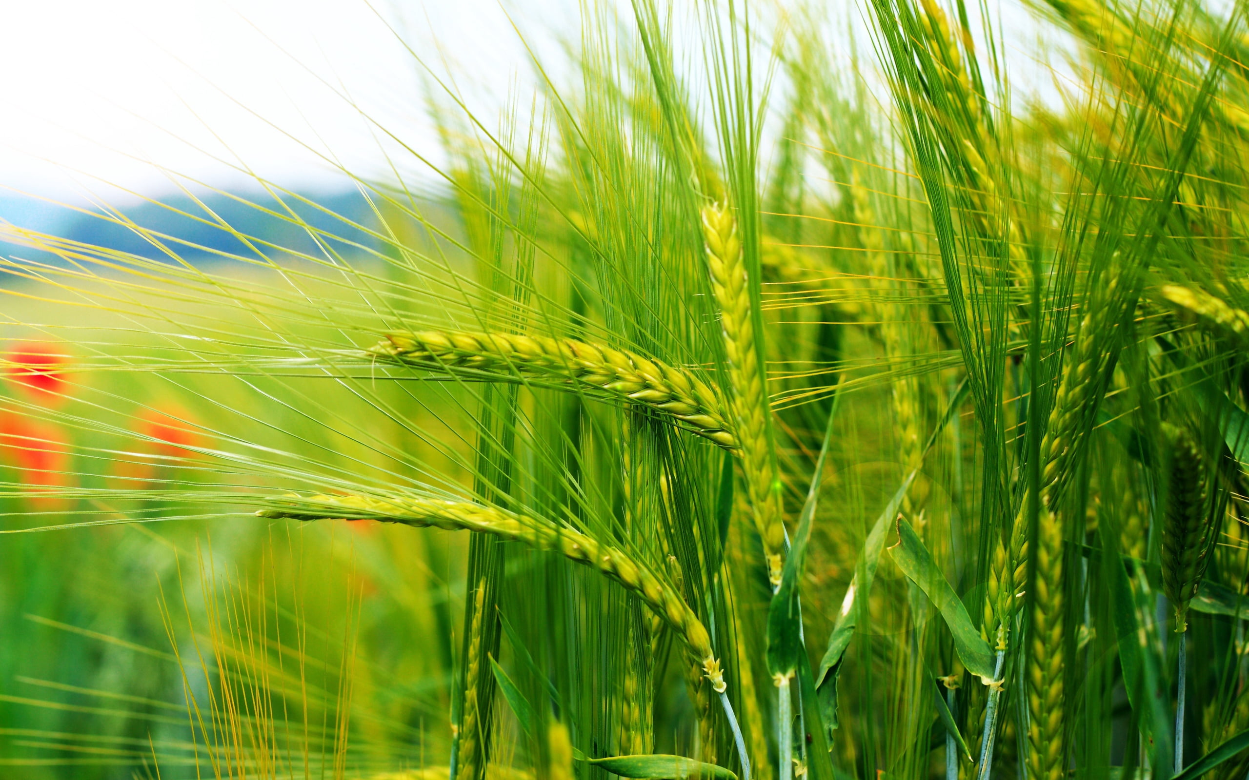 non-Urban Scene, backgrounds, sunlight, barley, wheat, agriculture, macro, ears, green Color, growth, land, beauty In Nature, rural Scene, sky, 2K, crop, HD Wallpaper