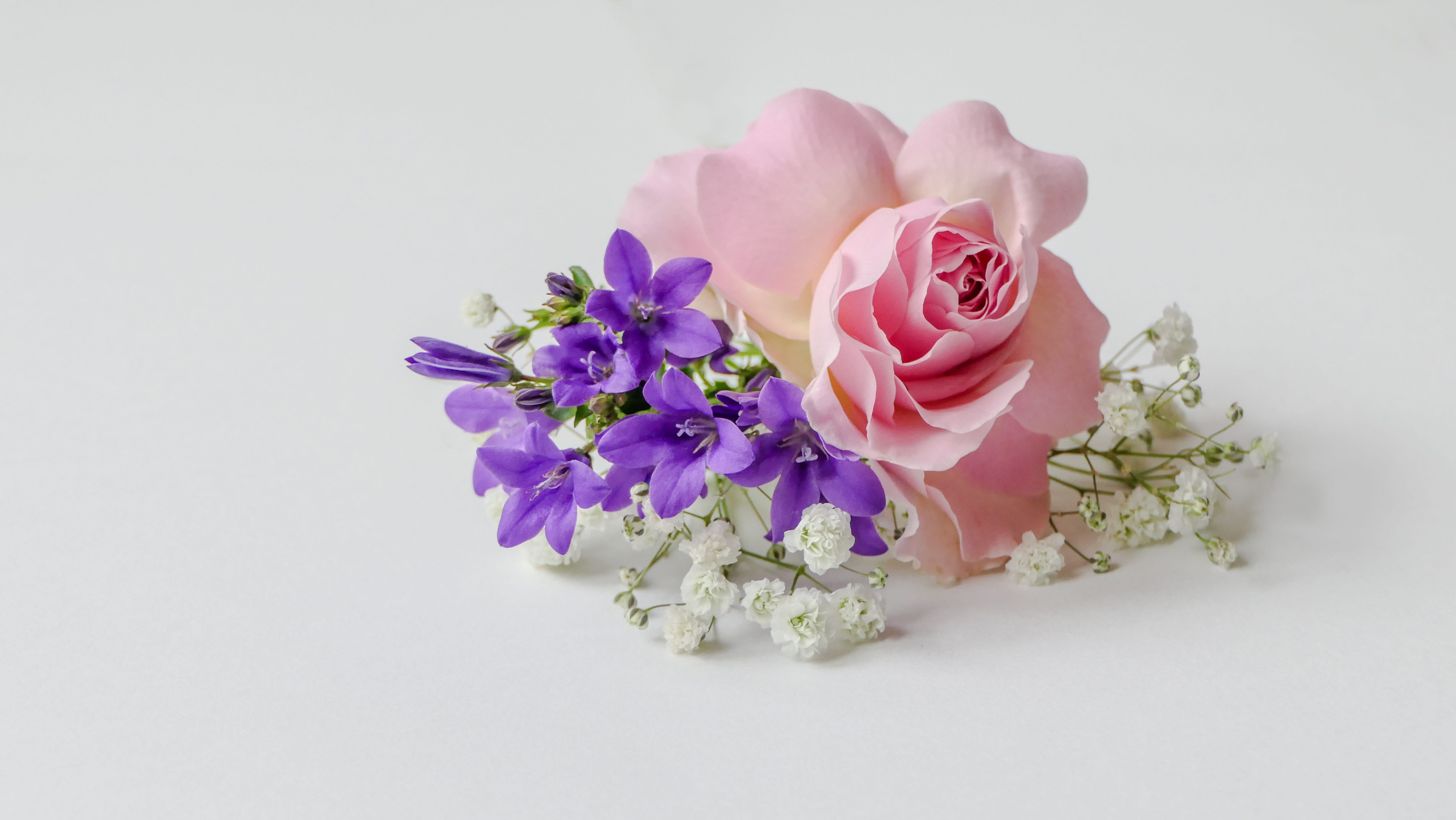 rose-flower, arrangement, greeting, close-up, still life, vulnerability, petal, flower, plant, 5K, white background, pink color, beauty in nature, flower arrangement, HD Wallpaper