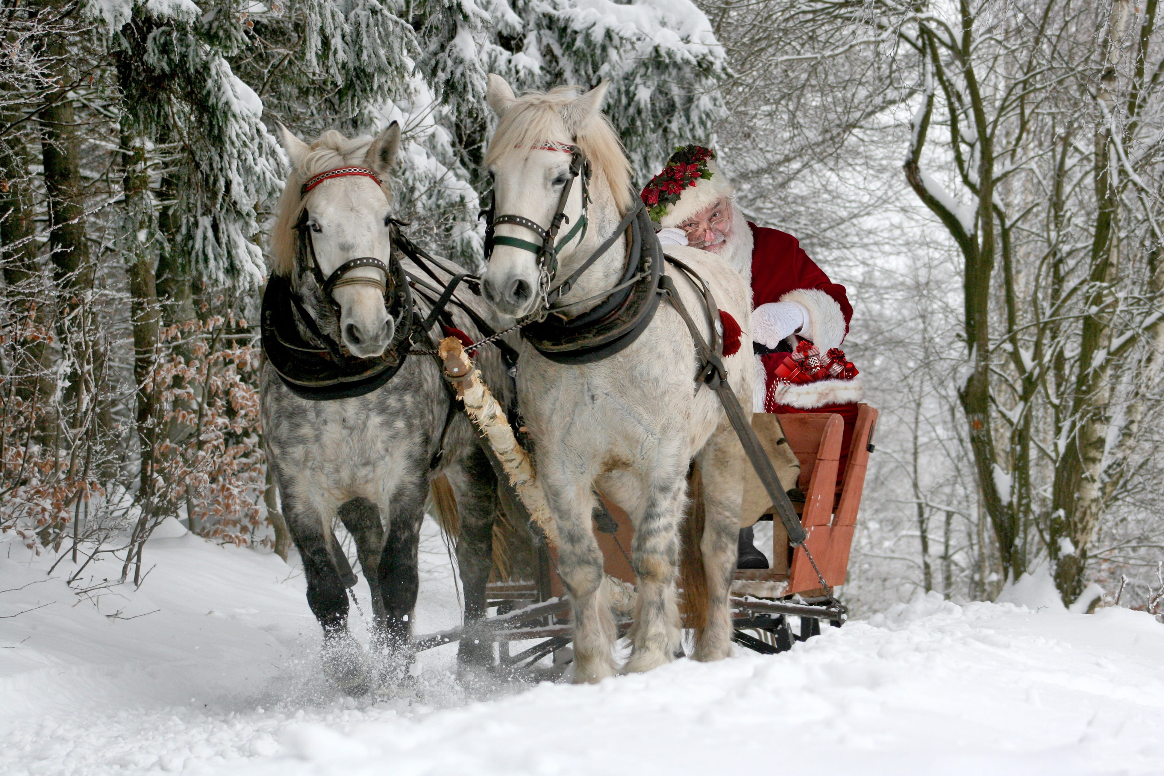 santa, composing, winter, sleigh, bag, tradition, slide, white, pets, mammal, gift bag, christmas, horses, domestic animals, domestic, herbivorous, group of animals, HD Wallpaper