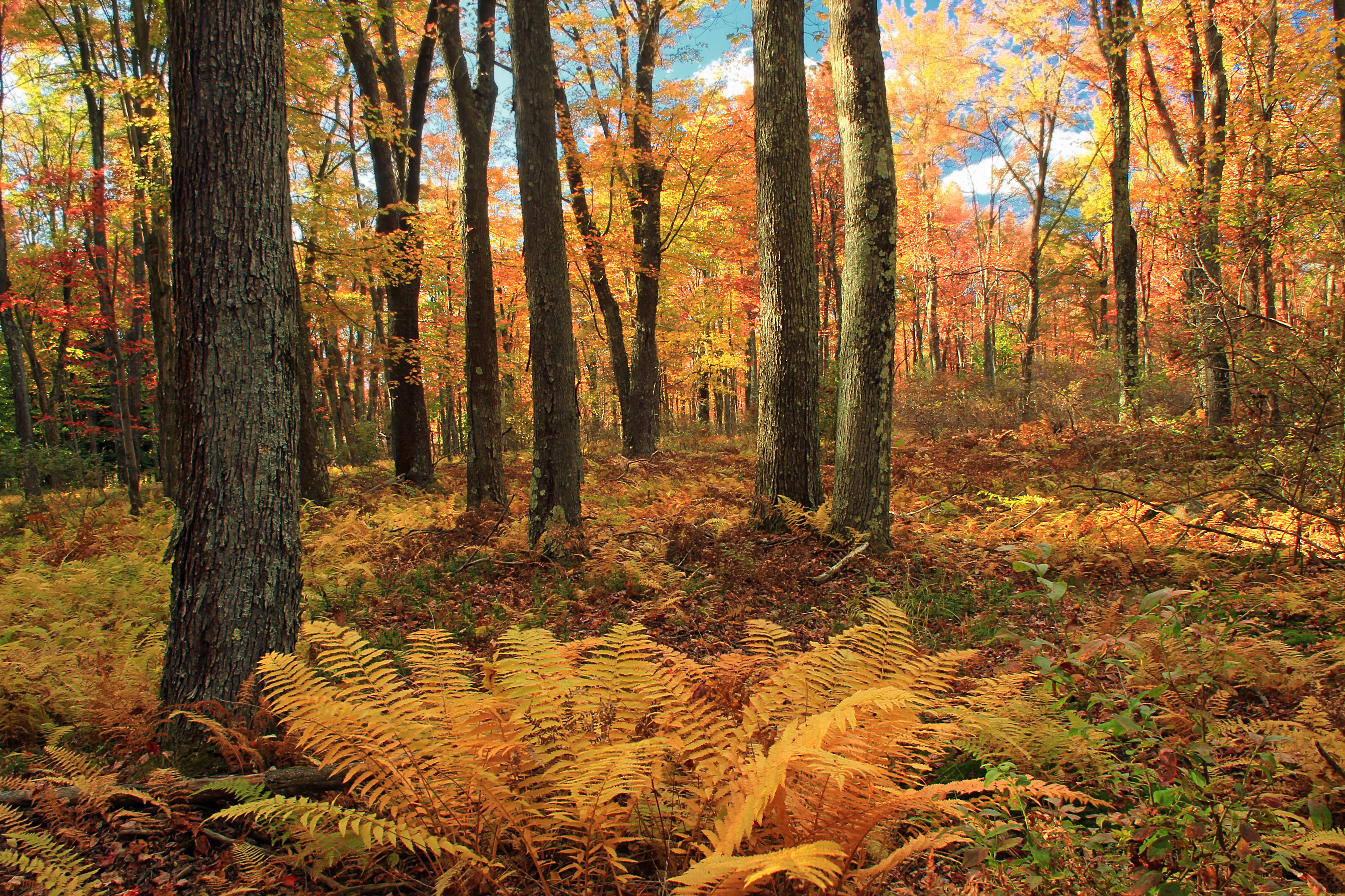 State Game Lands, Autumn, 5K, leaf, trees, tree, Poconos, forest, plants, nature, creative commons, orange, cinnamon ferns, beauty In Nature, brown and orange, HD Wallpaper