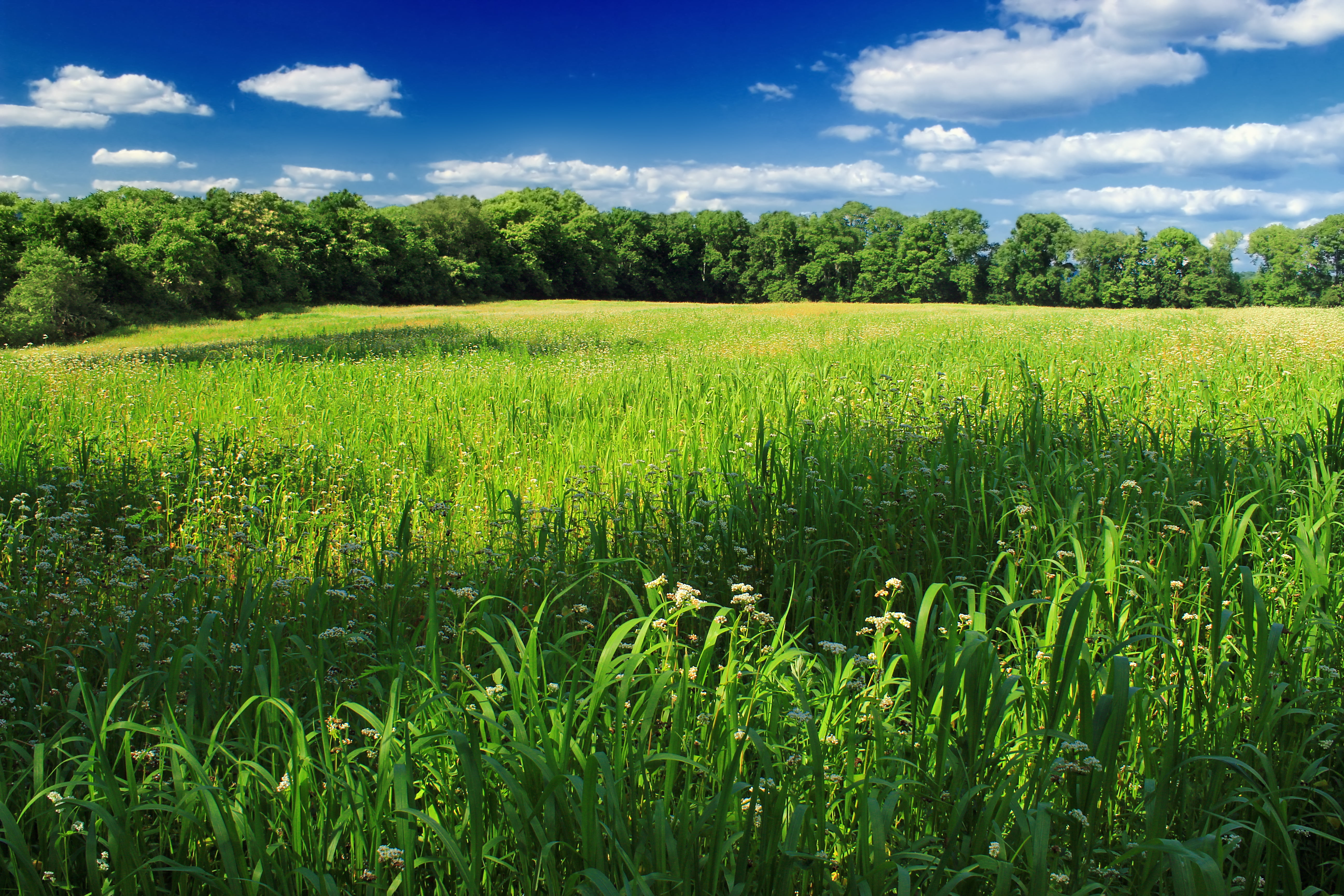 summer, 5K, plants, Knowlton Township, green grass, grass, Warren County, daytime, vegetation, clouds, outdoors, creative commons, cumulus, green, green Color, HD Wallpaper