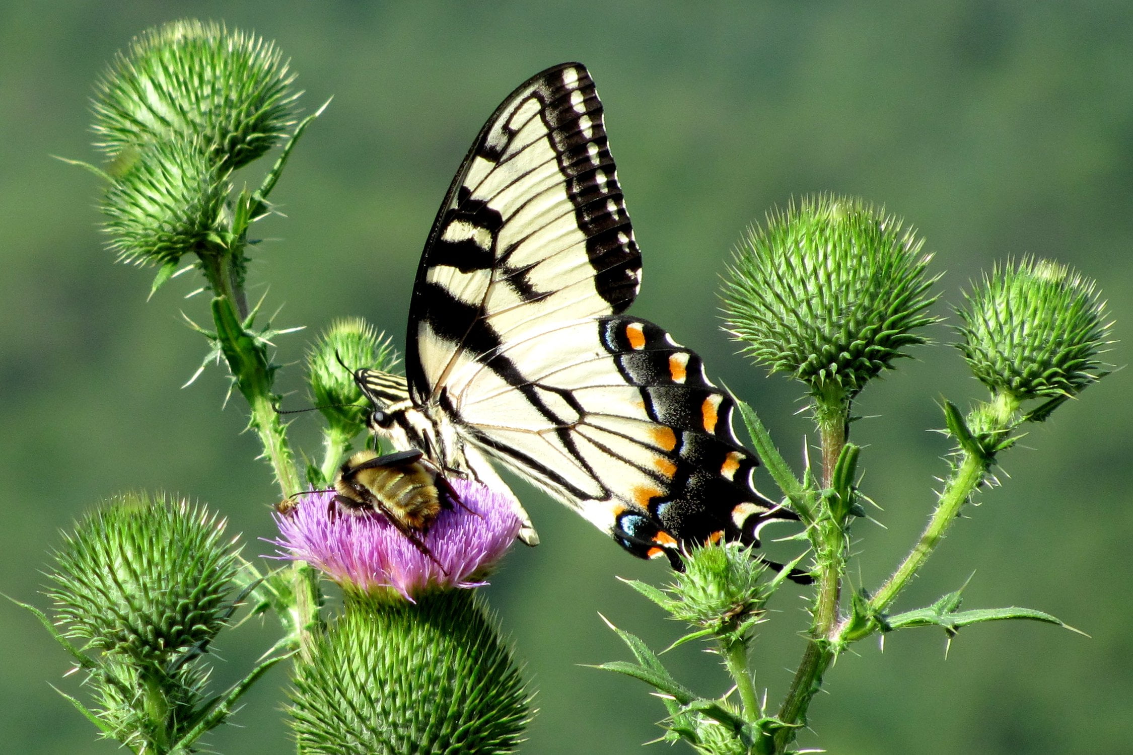 perched, pink, mountain, 1080P, tiger, butterfly, butterfly - Insect, closeup, animal, photo, plant, insect, summer, Swallowtail butterfly, Tiger Swallowtail, HD Wallpaper