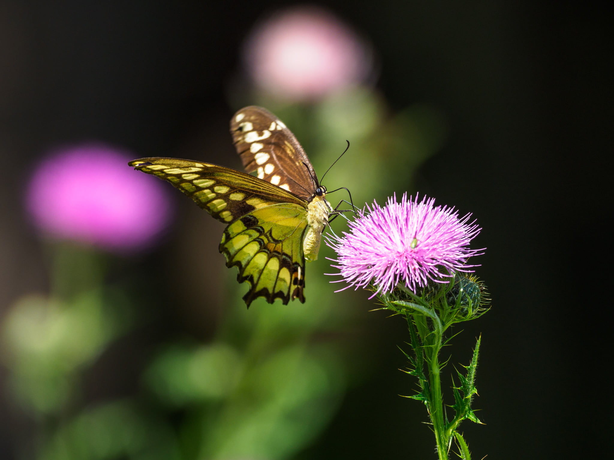 summer, 1080P, black, flower, yellow, black and yellow swallowtail, Wildlife, macro, close-up, Olympus, f4, animal, Minnesota, swallowtail butterfly, Gear, HD Wallpaper