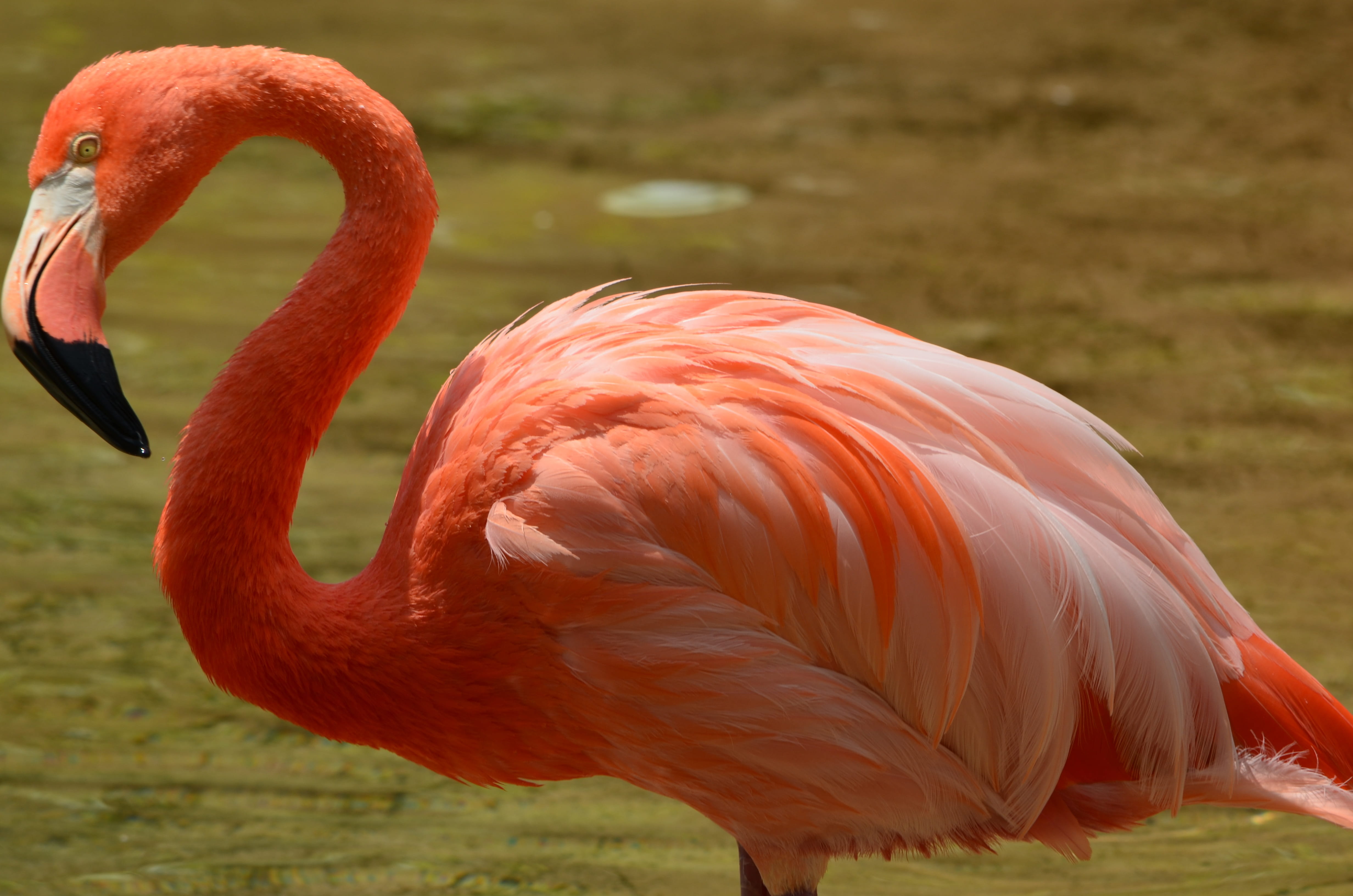 close-up, focus on foreground, color, no people, animals in the wild, field, pink, animal neck, animal themes, beak, wing, animal, bird, animal body part, HD Wallpaper