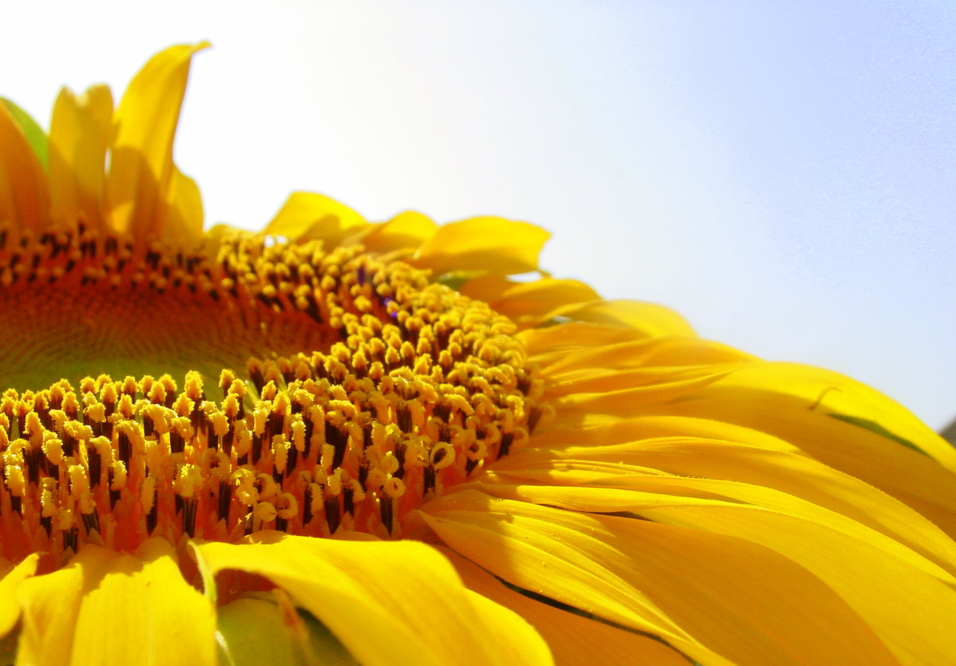 flower, summer, flower Head, nature, agriculture, yellow, photography, beauty In Nature, in bloom, closeup photography, 720P, sunflower, petal, closeup, HD Wallpaper