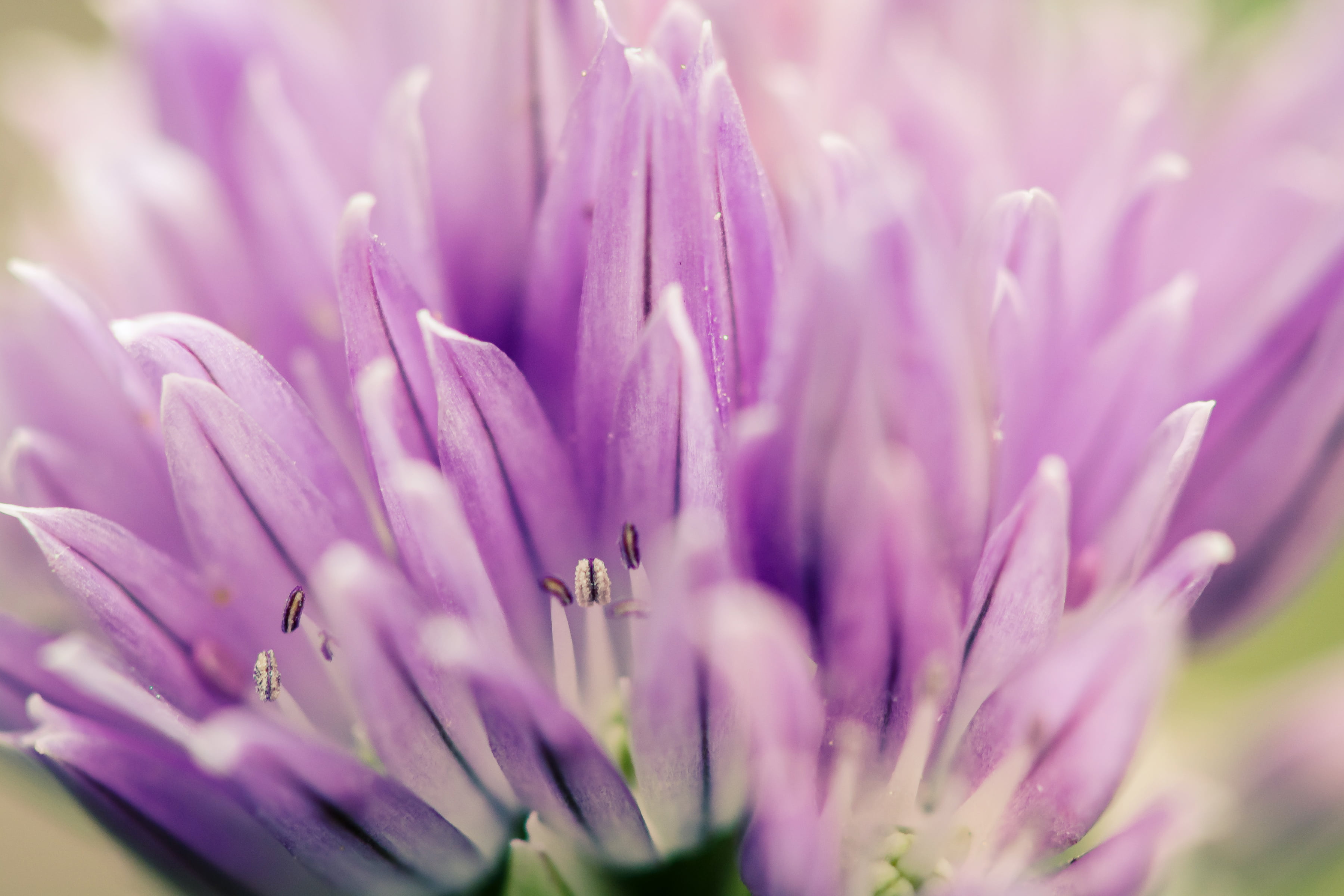 closeup photography, close-up, Chives, petaled, nature, purple, flower, pink Color, spring, 2K, plant, closeup, nikon, beauty In Nature, photography, HD Wallpaper