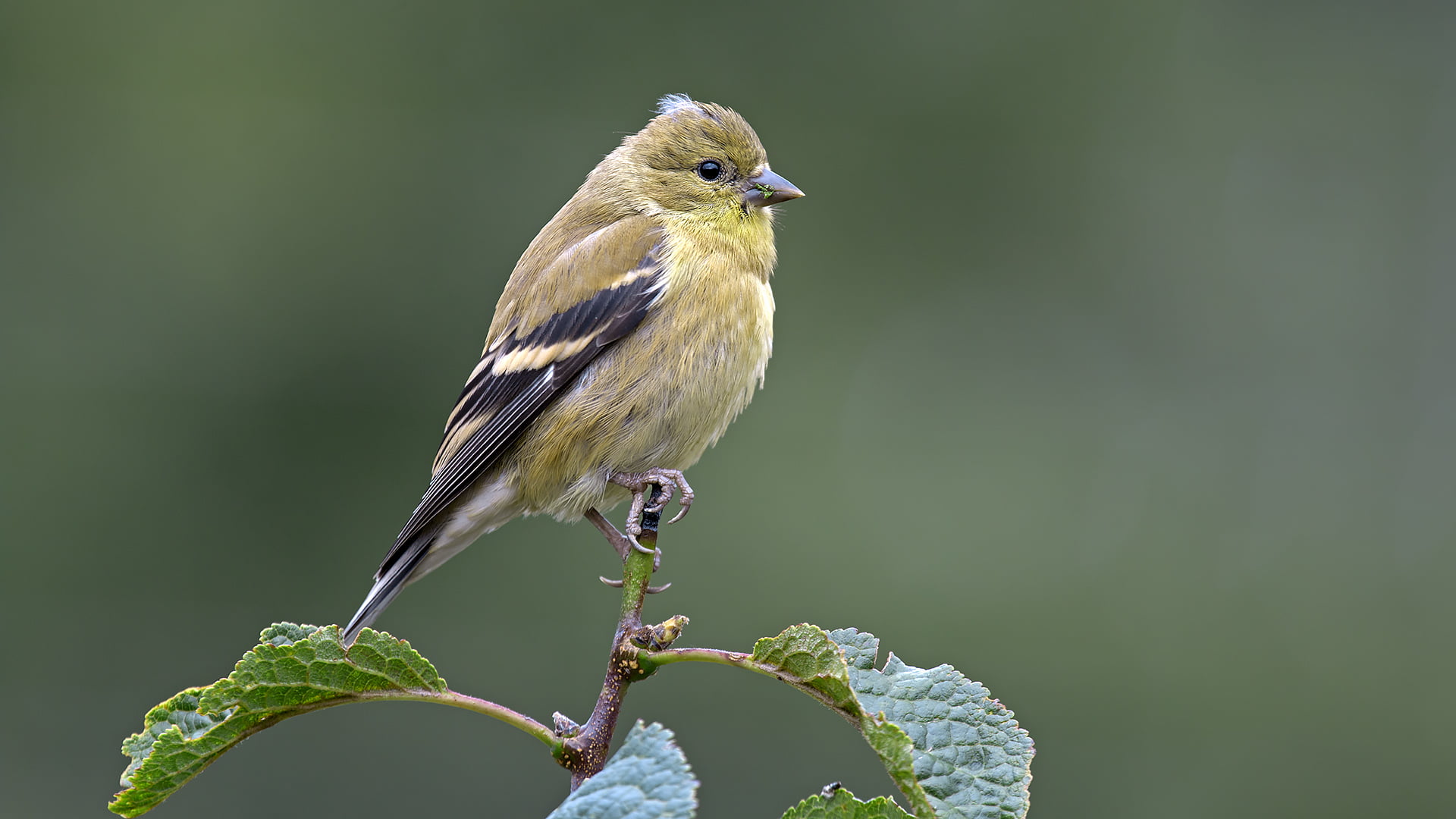 goldfinch, animal, juvenile, bird, feather, finch, brown, animals In The Wild, American Goldfinch, nature, 1080P, branch, black bird, black, american, HD Wallpaper