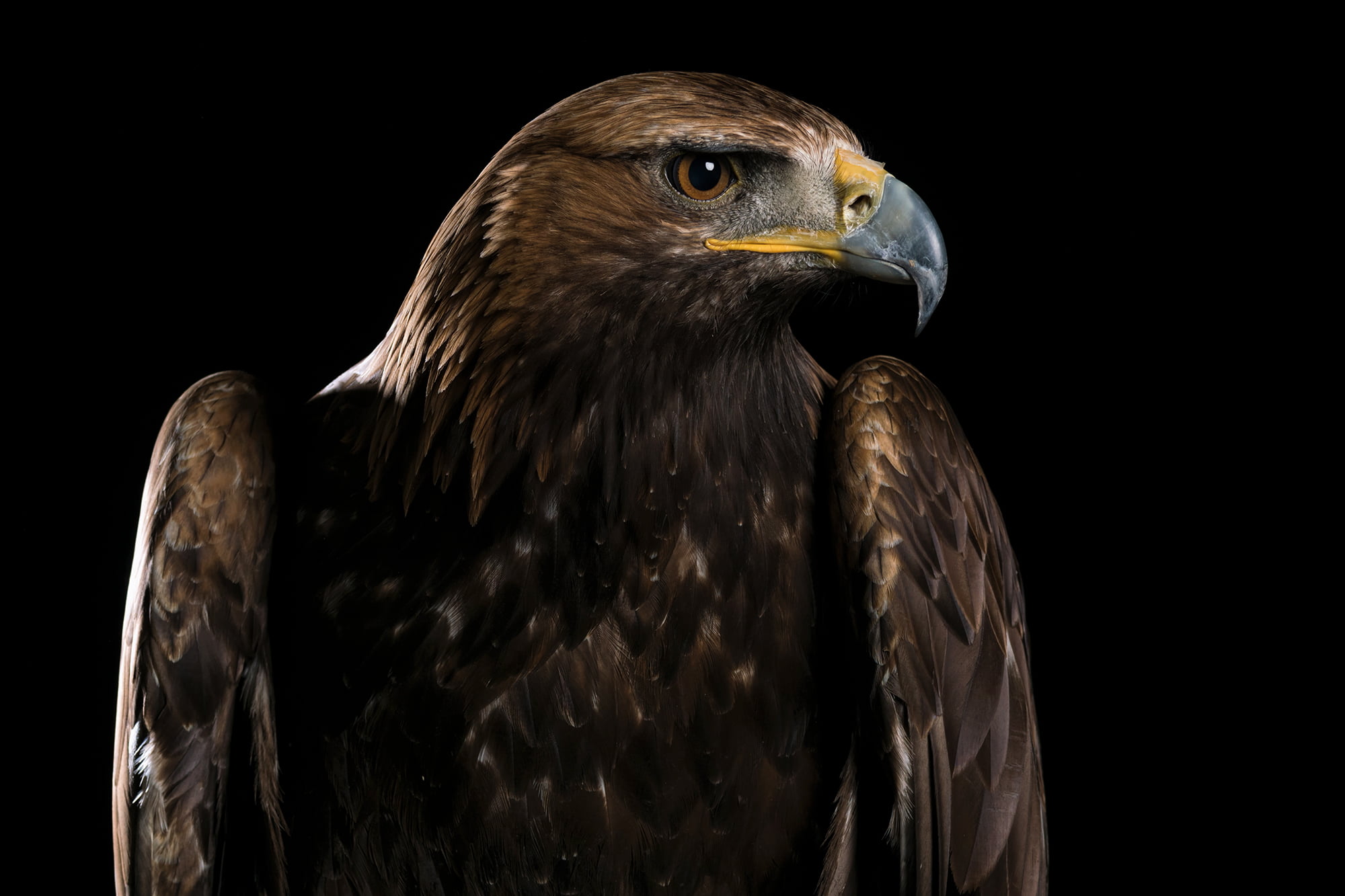 close, hawk, hawk - Bird, carnivore, bird of Prey, Explored, Owl, animals Hunting, beak, brown, brown hawk, photo, wildlife, feather, Raptor, animals In The Wild, HD Wallpaper