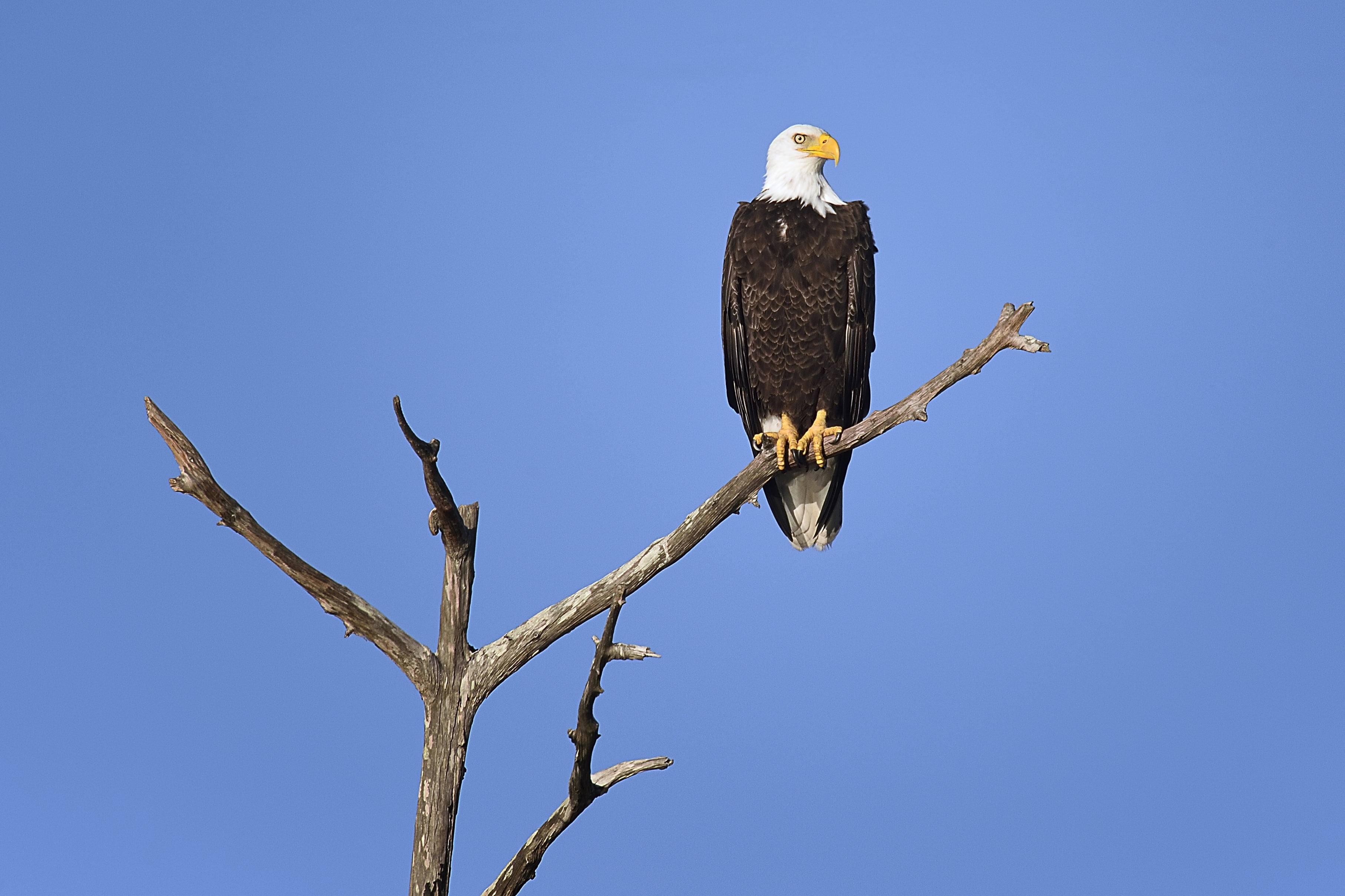 tree branch, tree, Babcock, photo, nature, Florida, Fred, Punta Gorda, bald, Bald eagle, wildlife, eagle - Bird, Florida, bird of Prey, perching, punta, HD Wallpaper