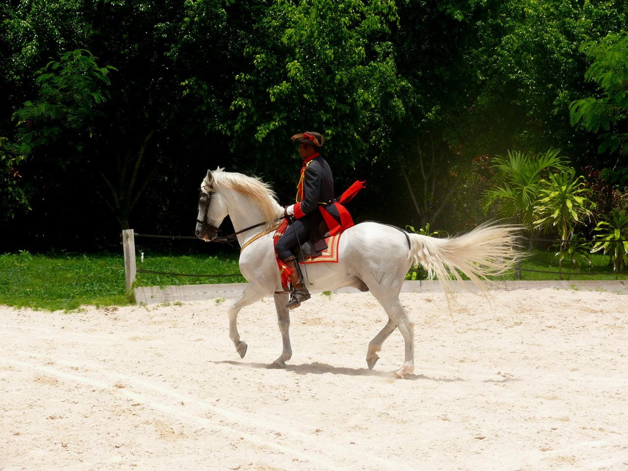 republic, ride, riding, man, mammal, exotic, domestic animals, horse, domestic, summer, one person, dominican, horseback riding, animal themes, show, pets, HD Wallpaper