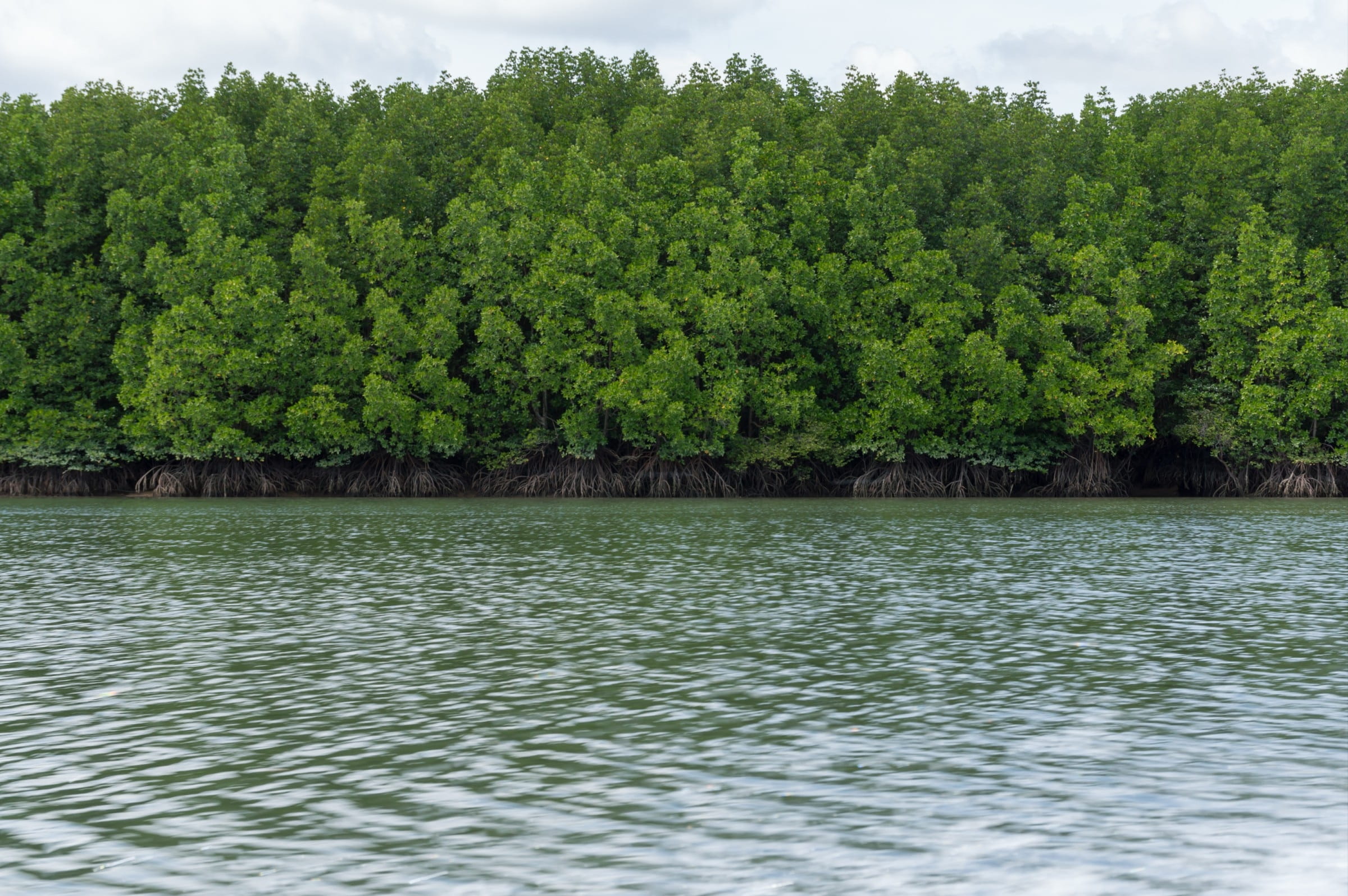 non-urban scene, land, plant, day, tranquility, Pa, tour, idyllic, water, growth, thailand, scenics - nature, beauty in nature, waterfront, lake, Nature, HD Wallpaper