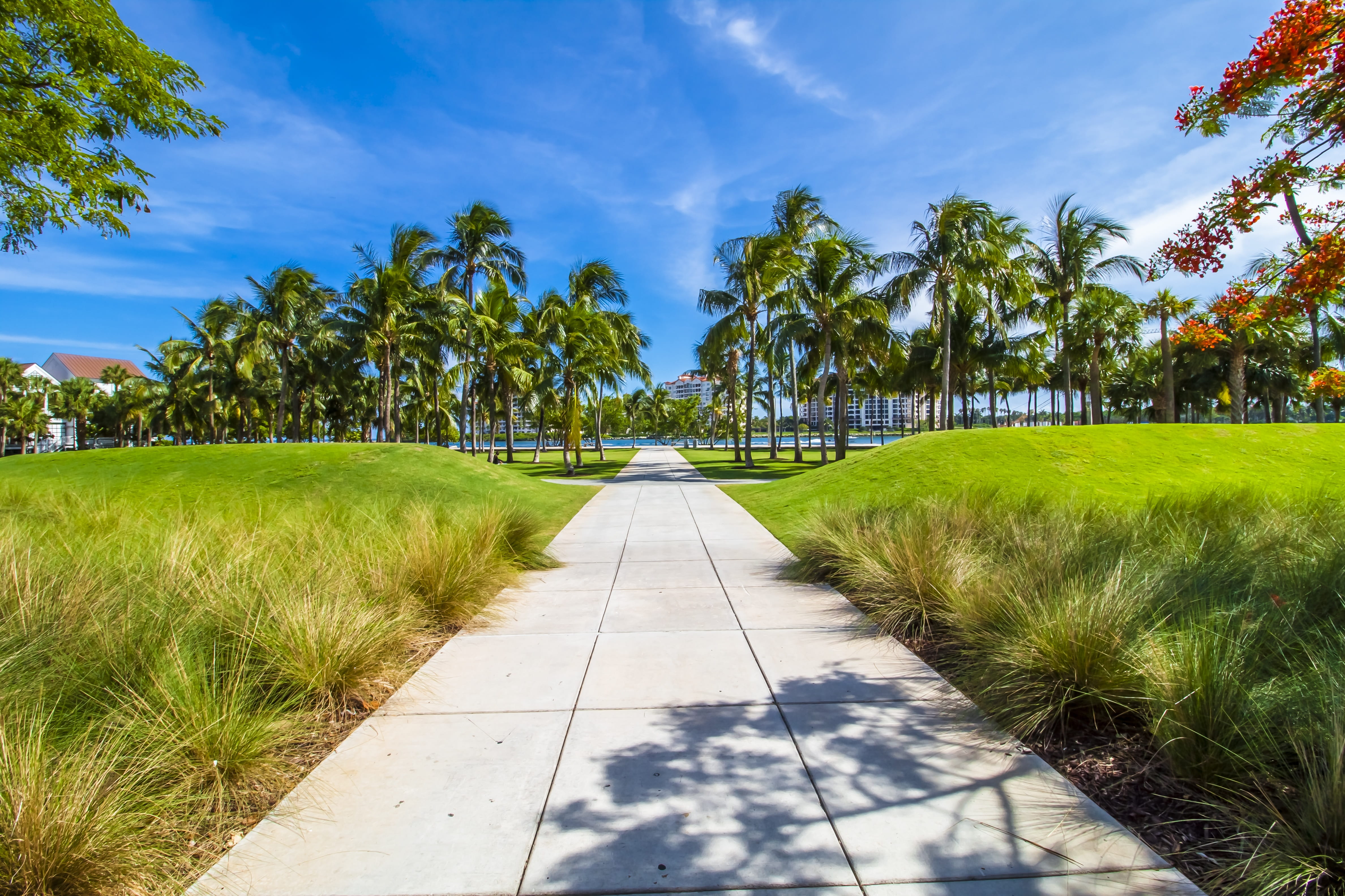 paradise, treelined, tranquil scene, jungle, palm tree, sunlight, tropical, palm, road, floral, florida, footpath, grass, coconut palm tree, blue, exotic, HD Wallpaper